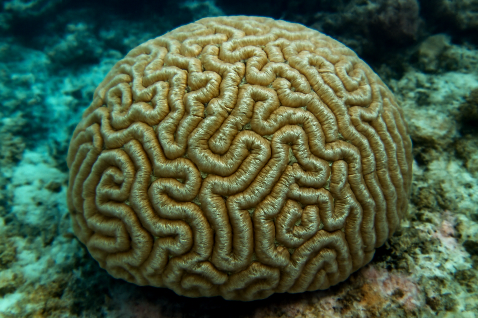 Moon Coral