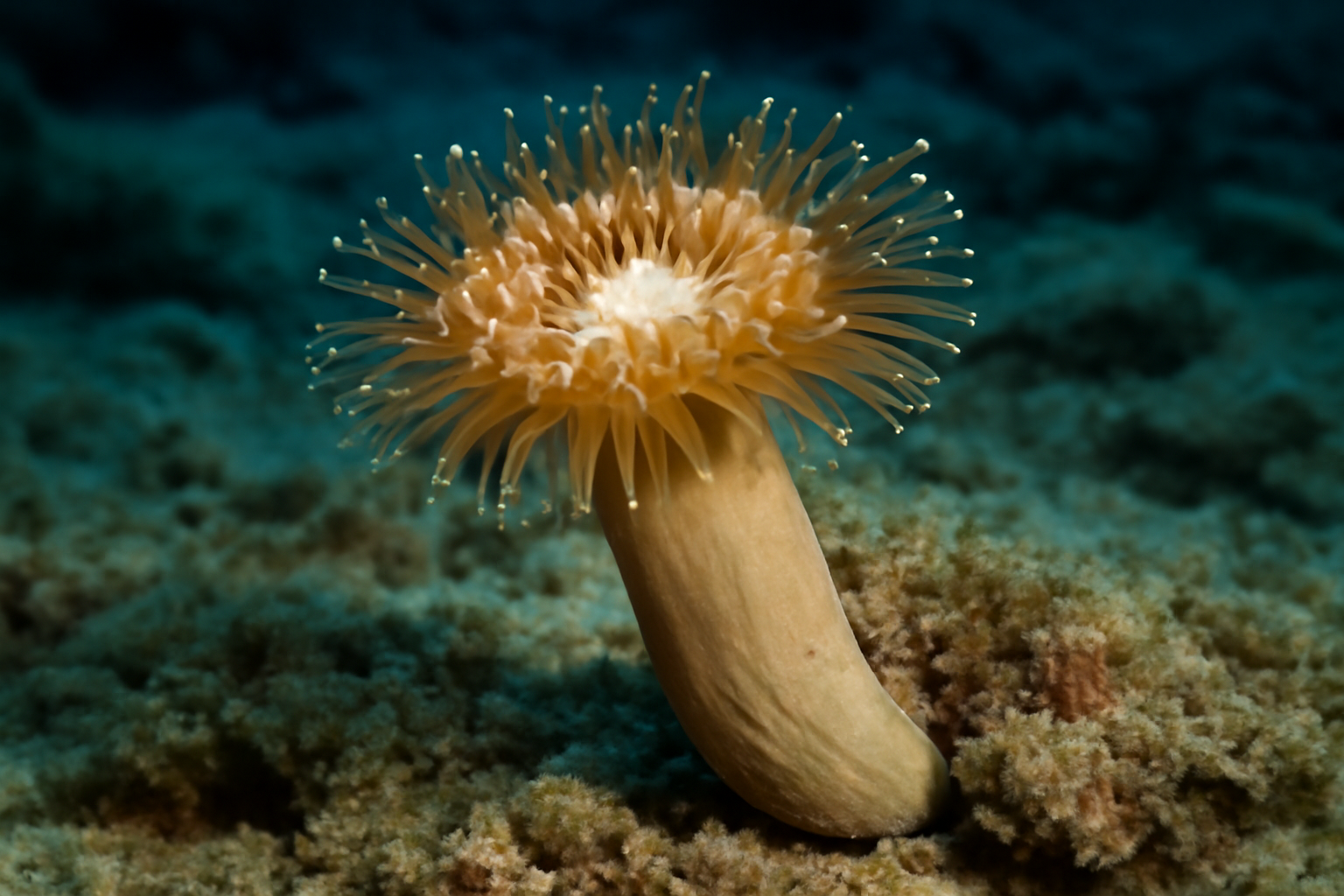 Retracta Coral