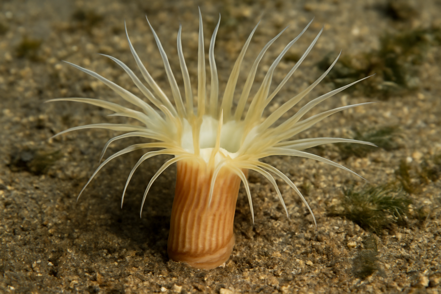 Edwardsi Coral