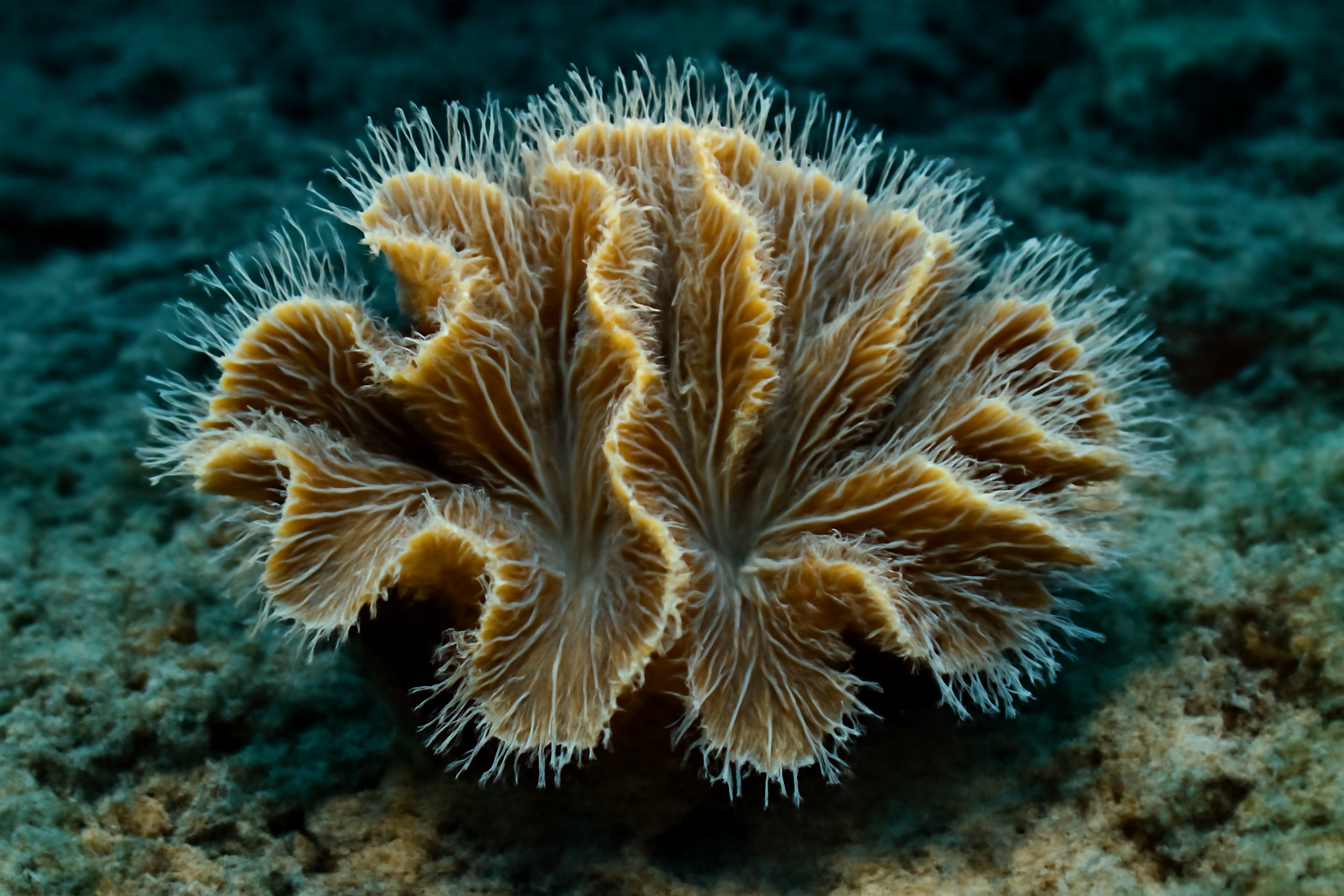 Pectinata Coral