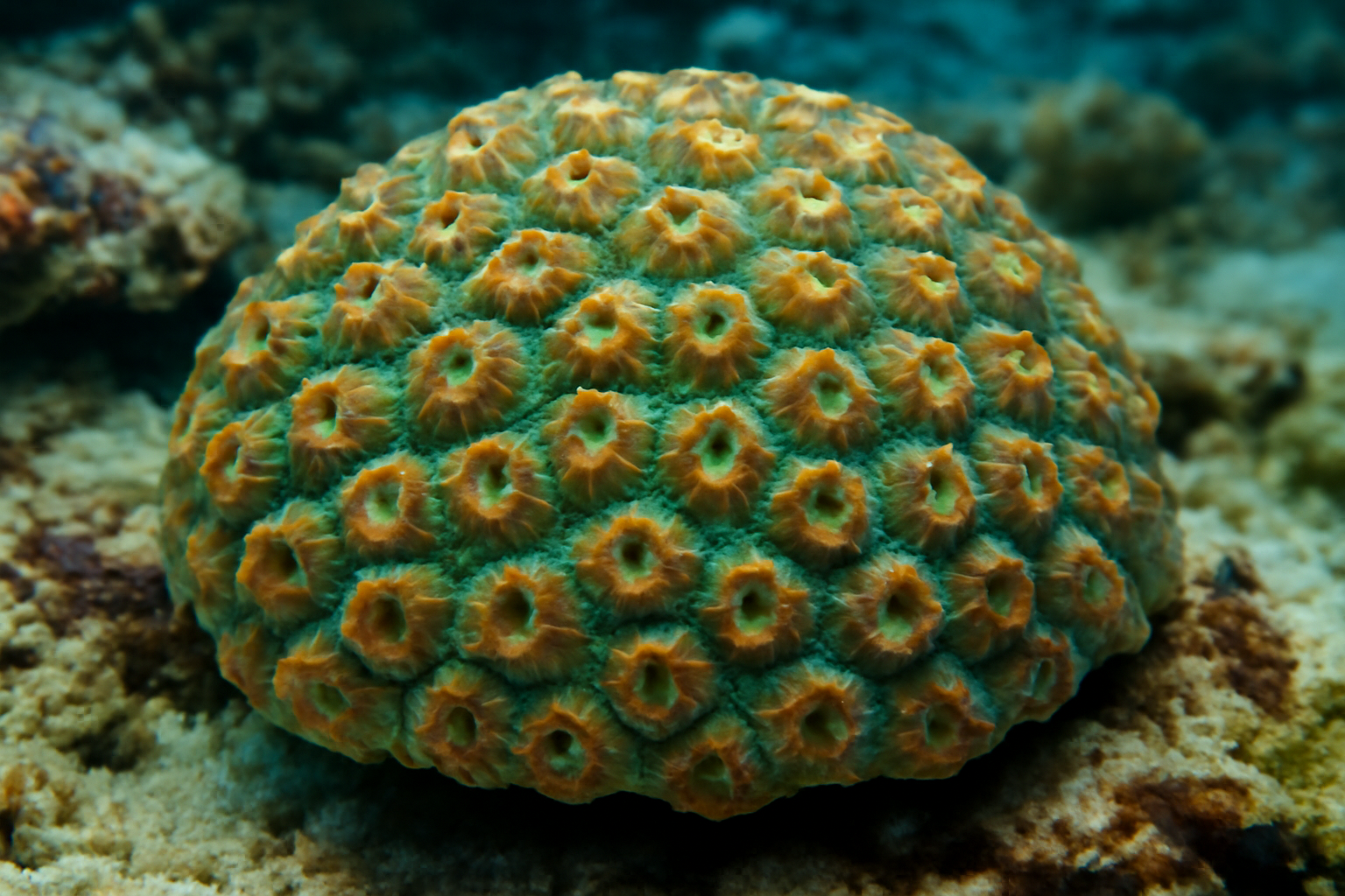 Aspera Coral