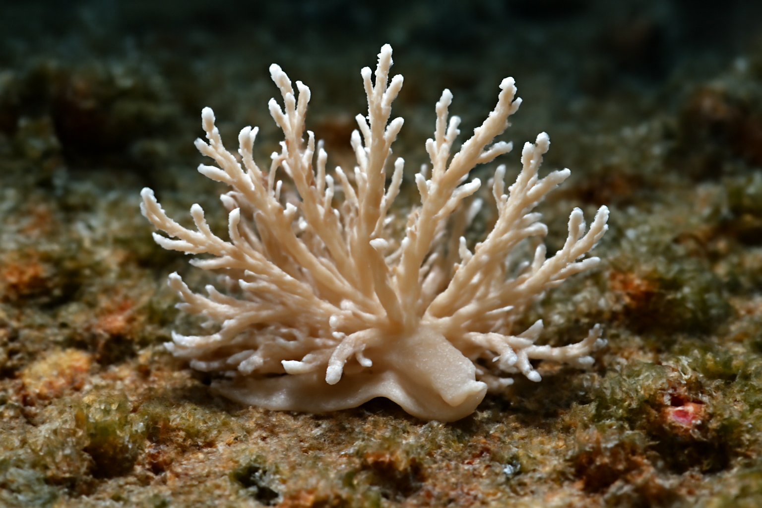 Branching Phyllodesmium
