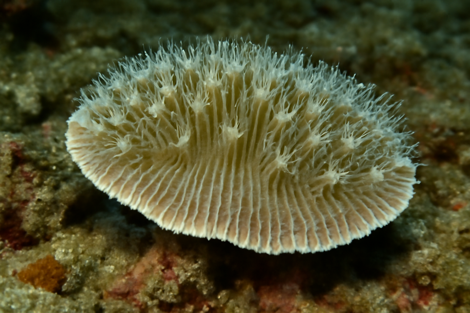 Thin Cactus Coral