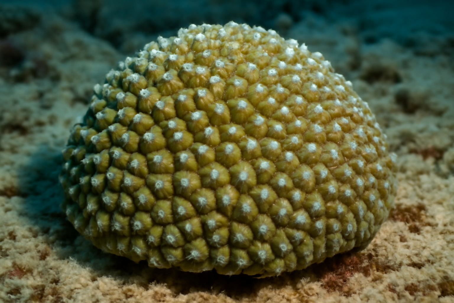 Knobby Cactus Coral