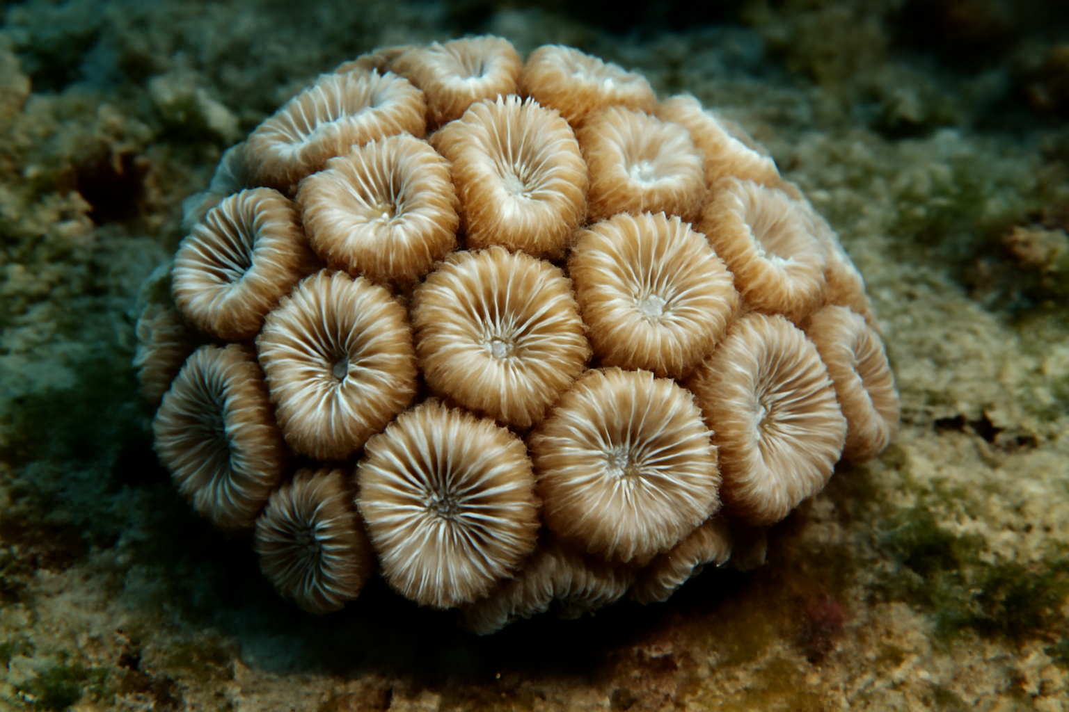 Perrier's Coral