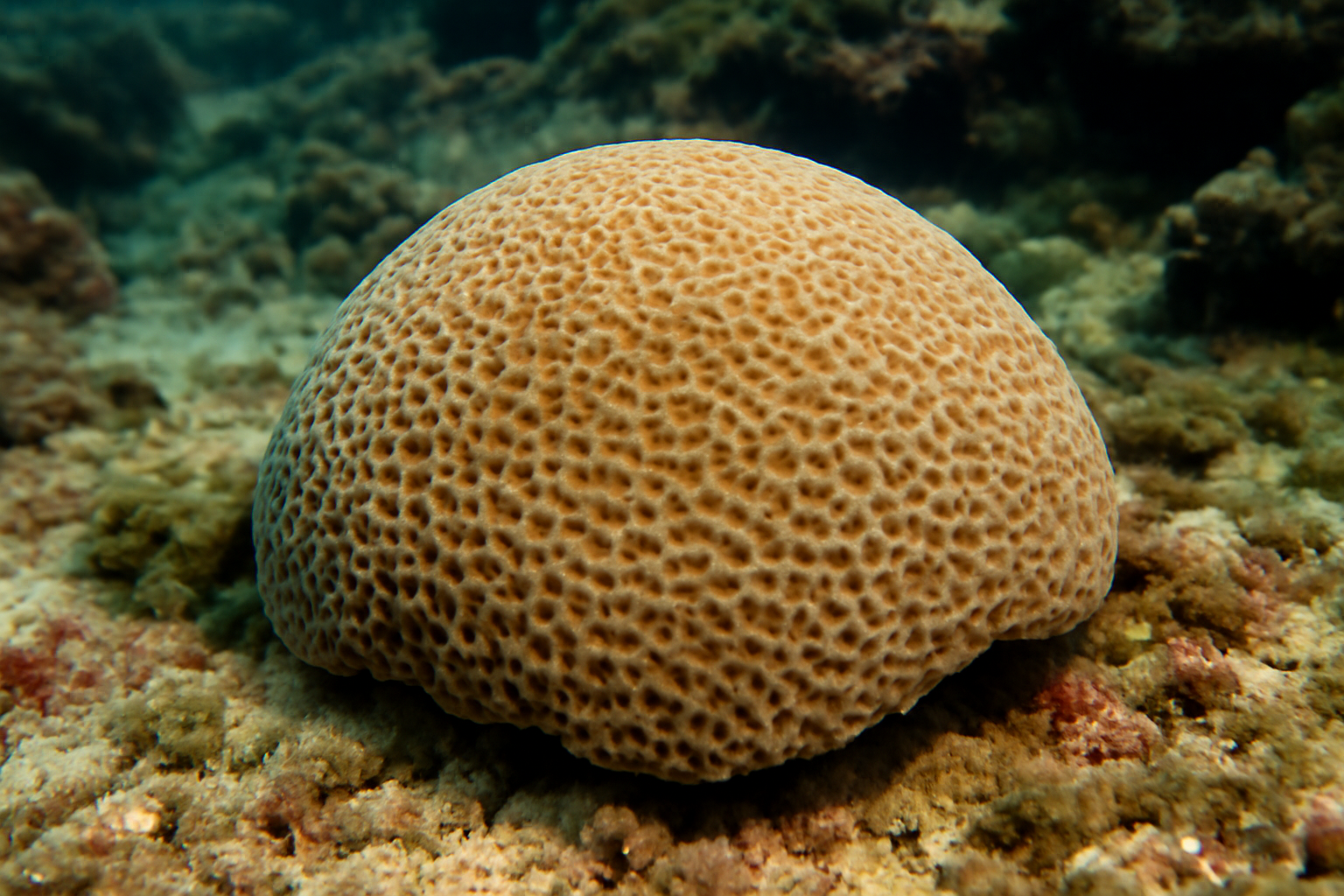 Simple Coral