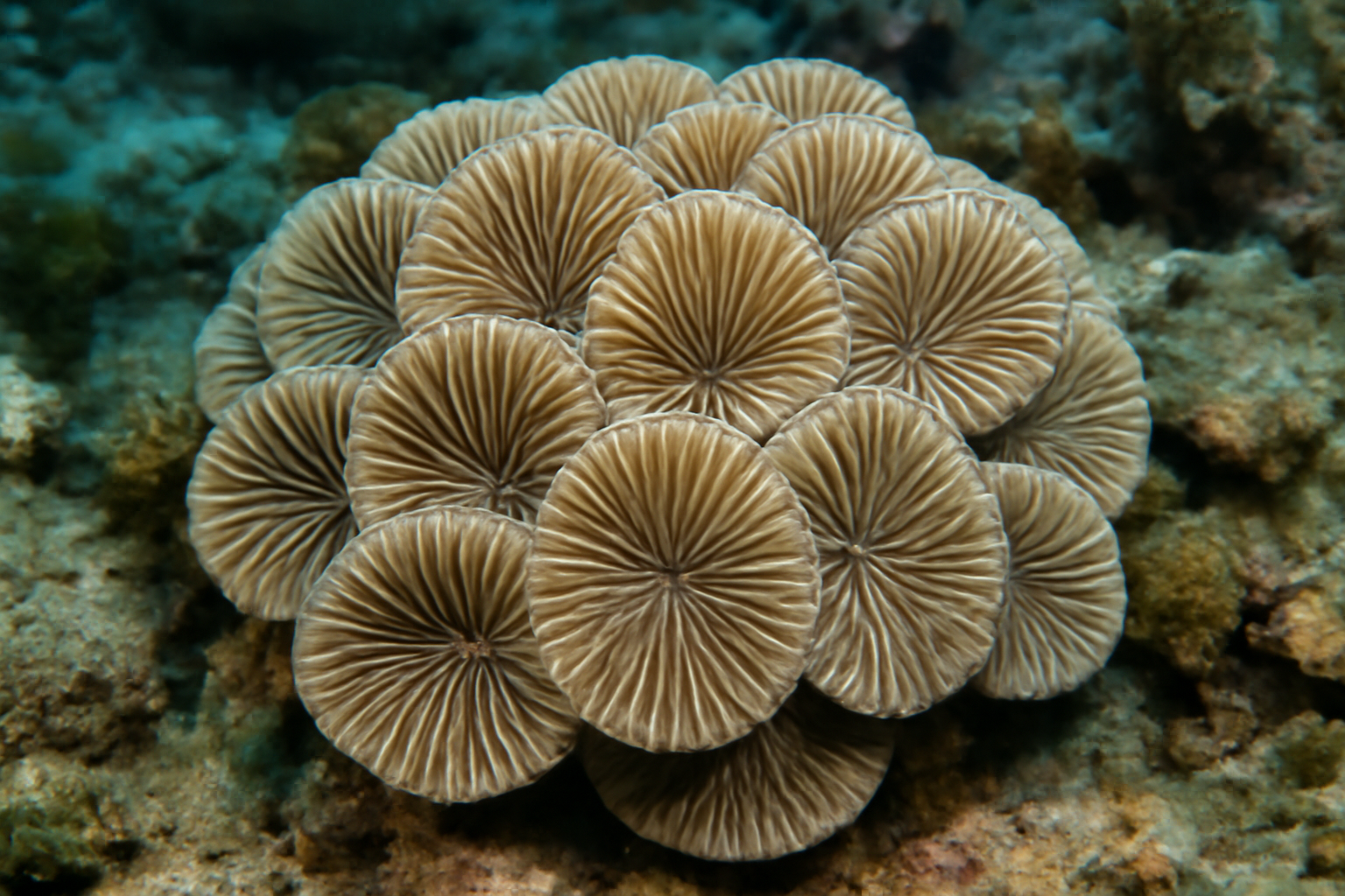 Lesser Valley Coral