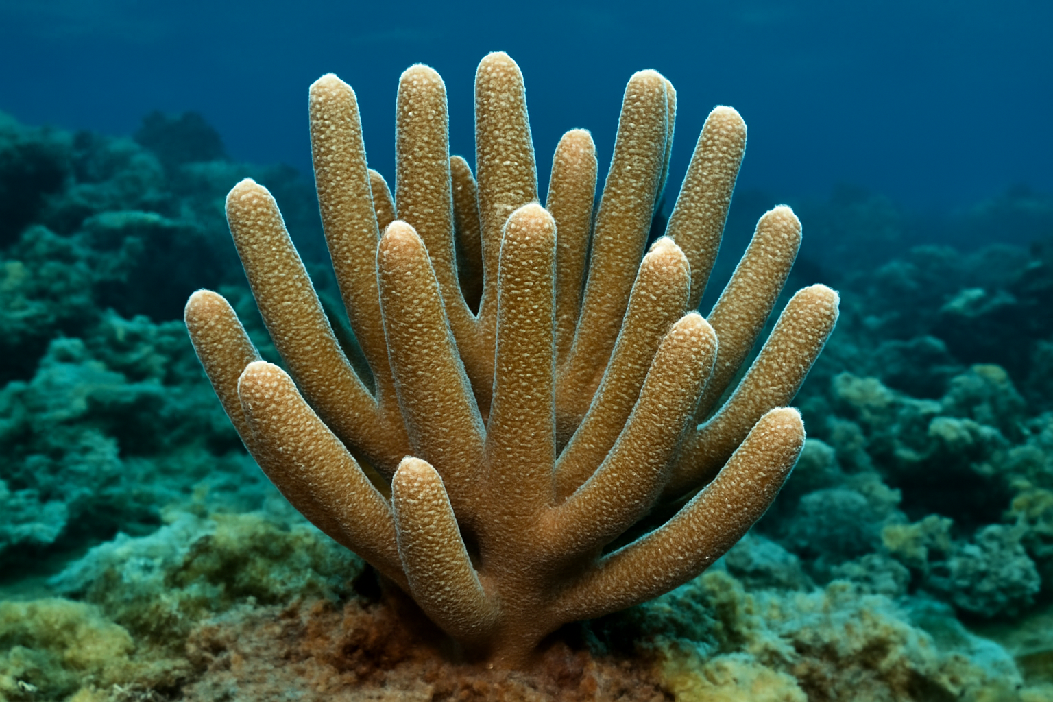 Finger coral