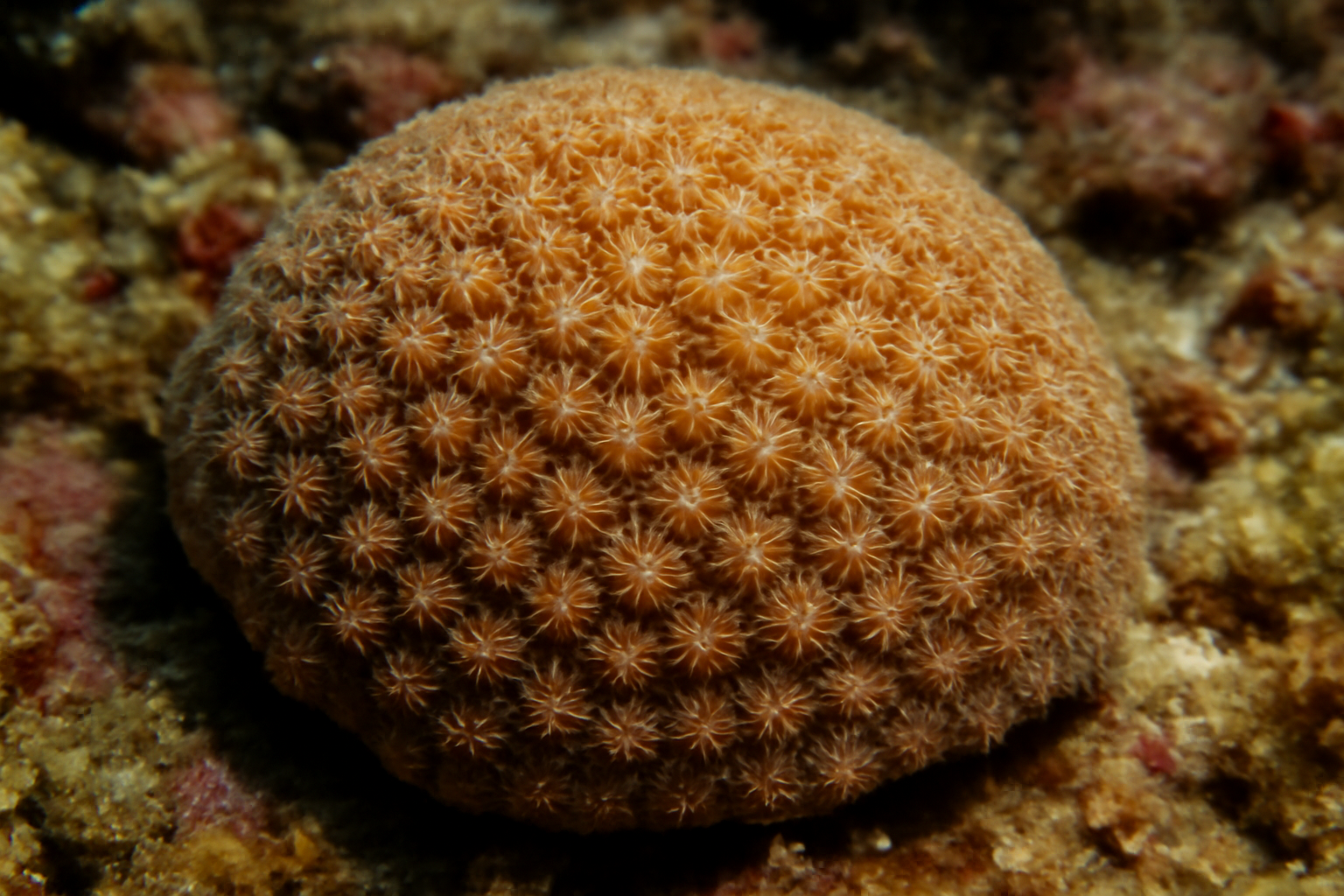 Psammocora stellata