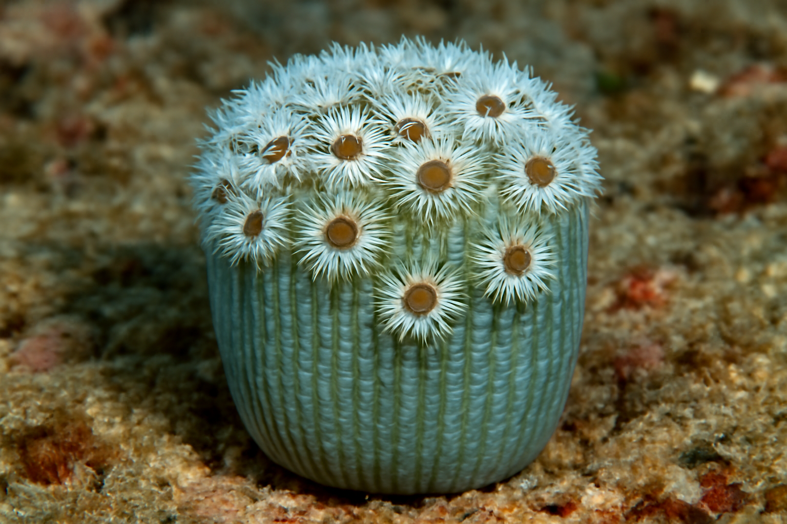 Scapophyllia cylindrica