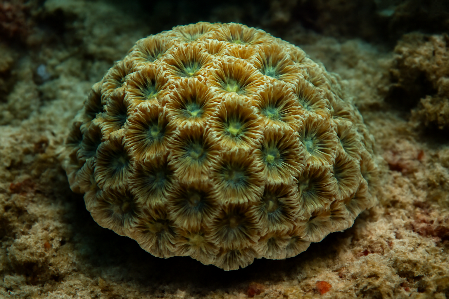 Scapophyllia rugosa