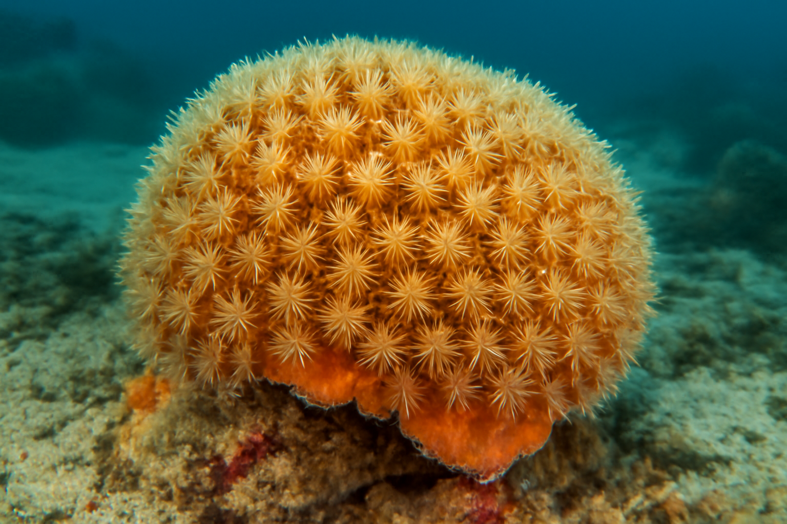 Brazilian Coral