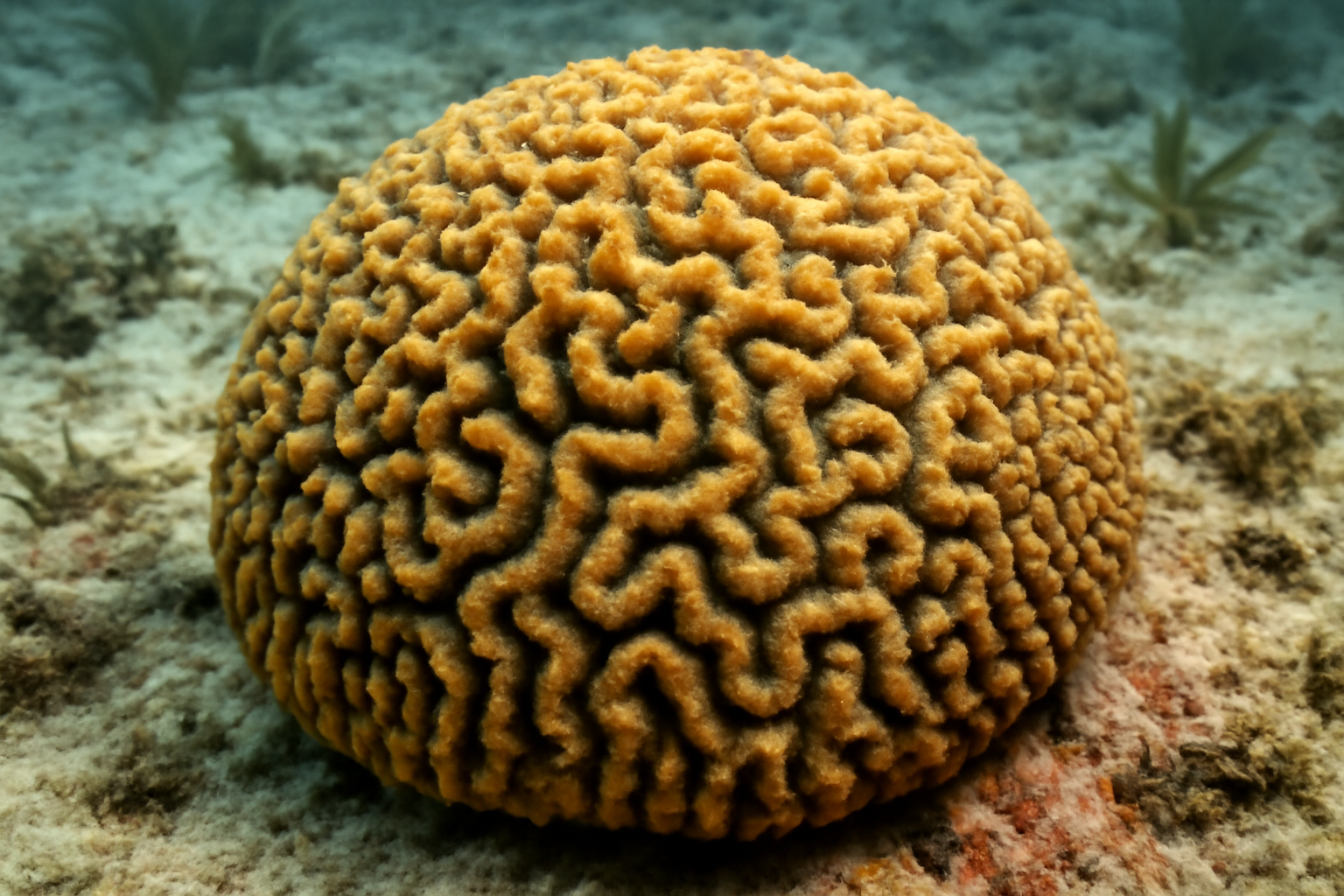 Knobby Brain Coral