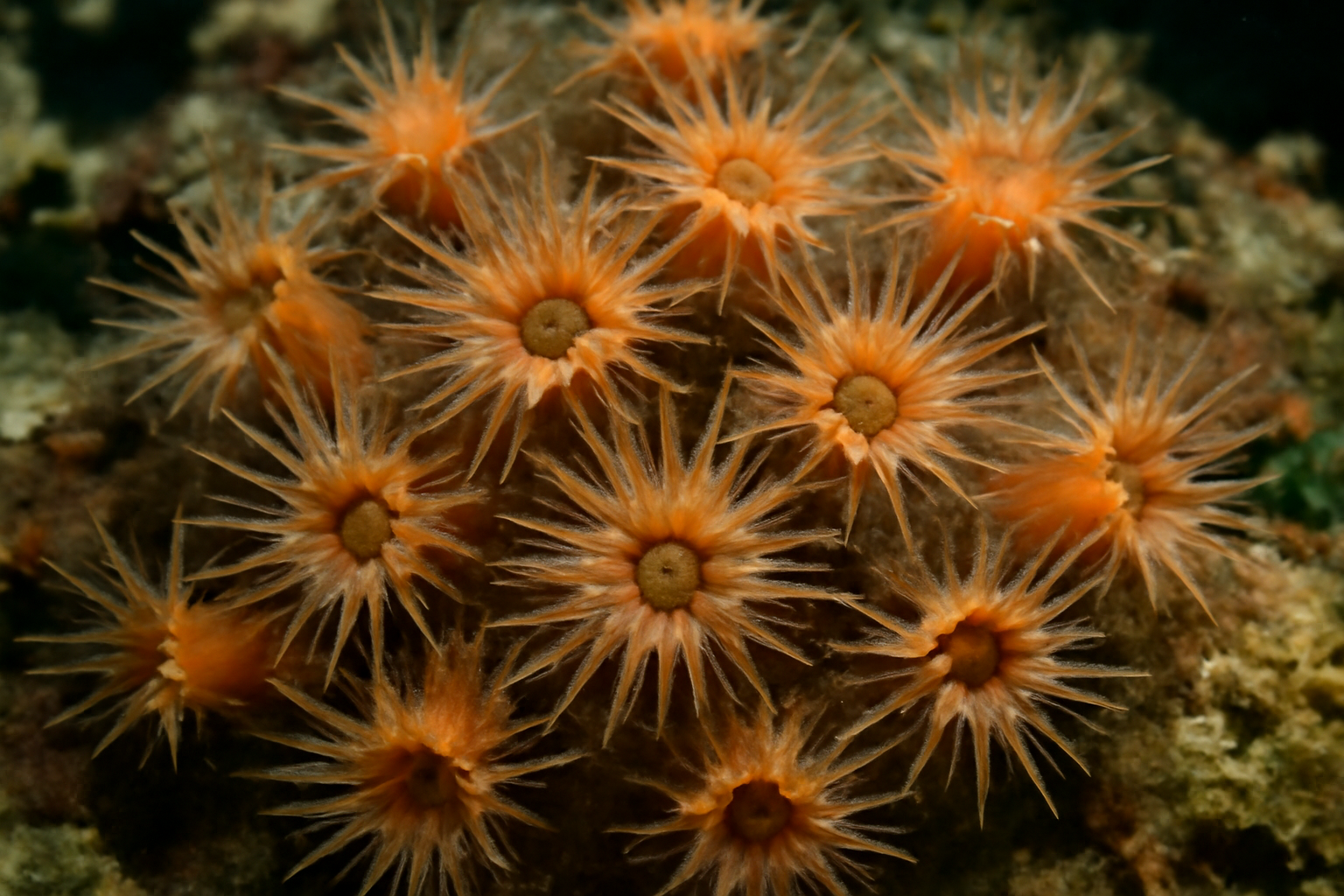 Variable Star Coral