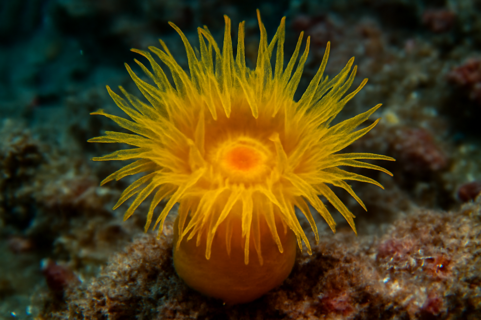 Yellow Cup Coral