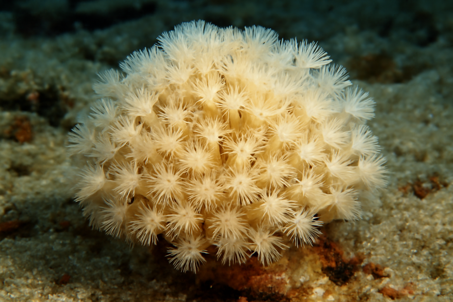 Ivory Bush Coral