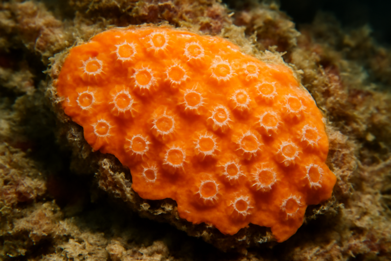 Mediterranean encrusting coral
