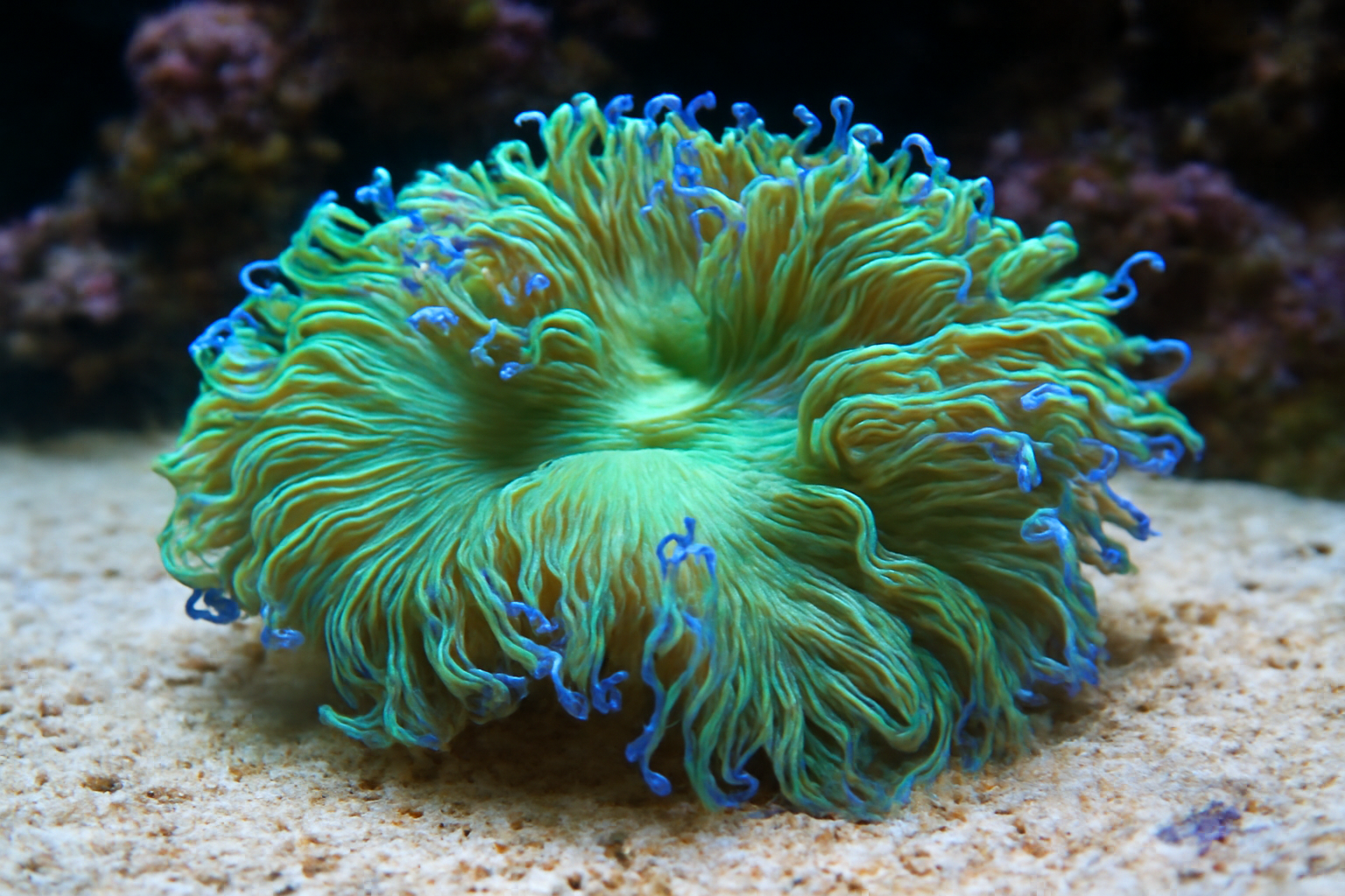 Elegance Coral