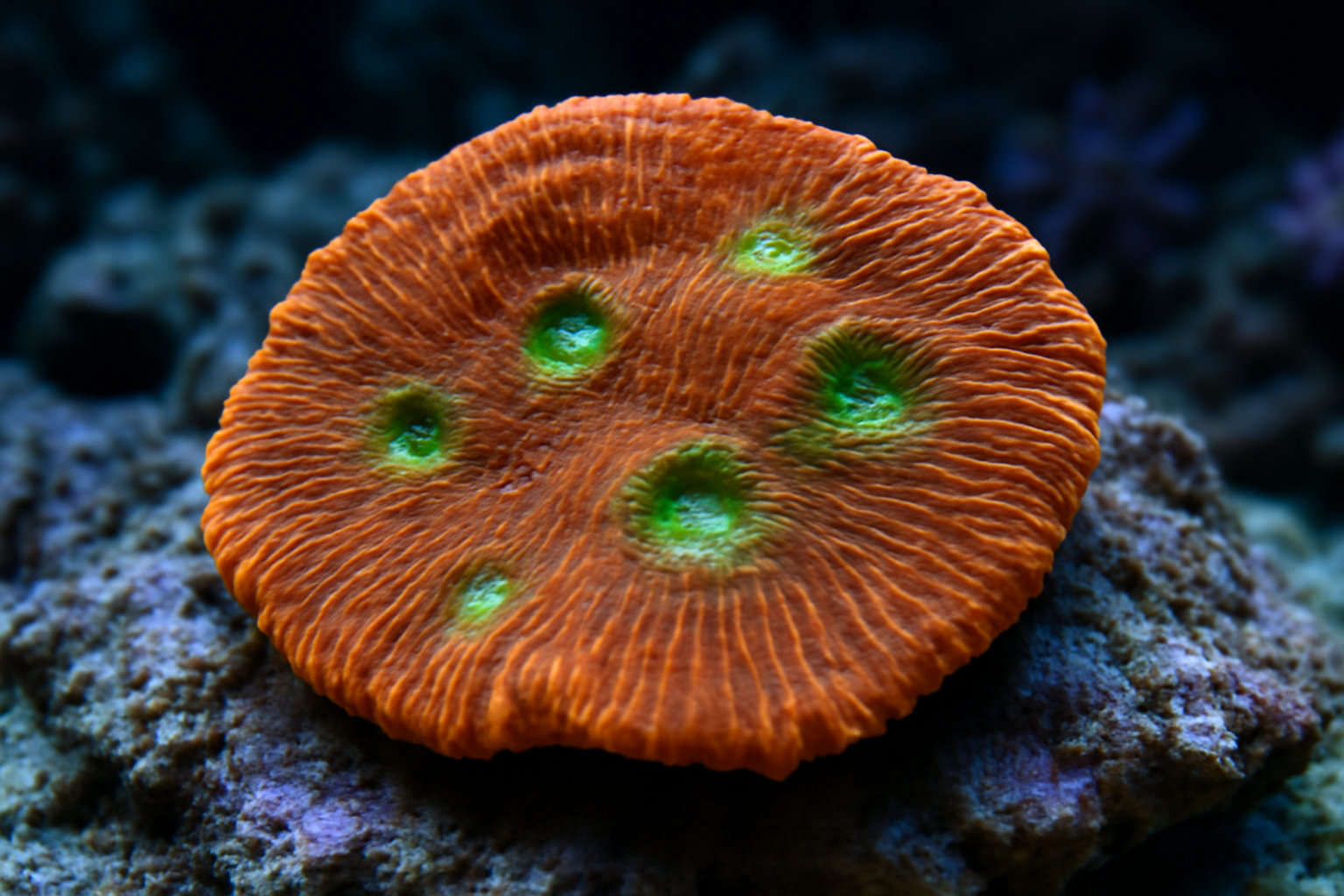 Oxypora Chalice Coral