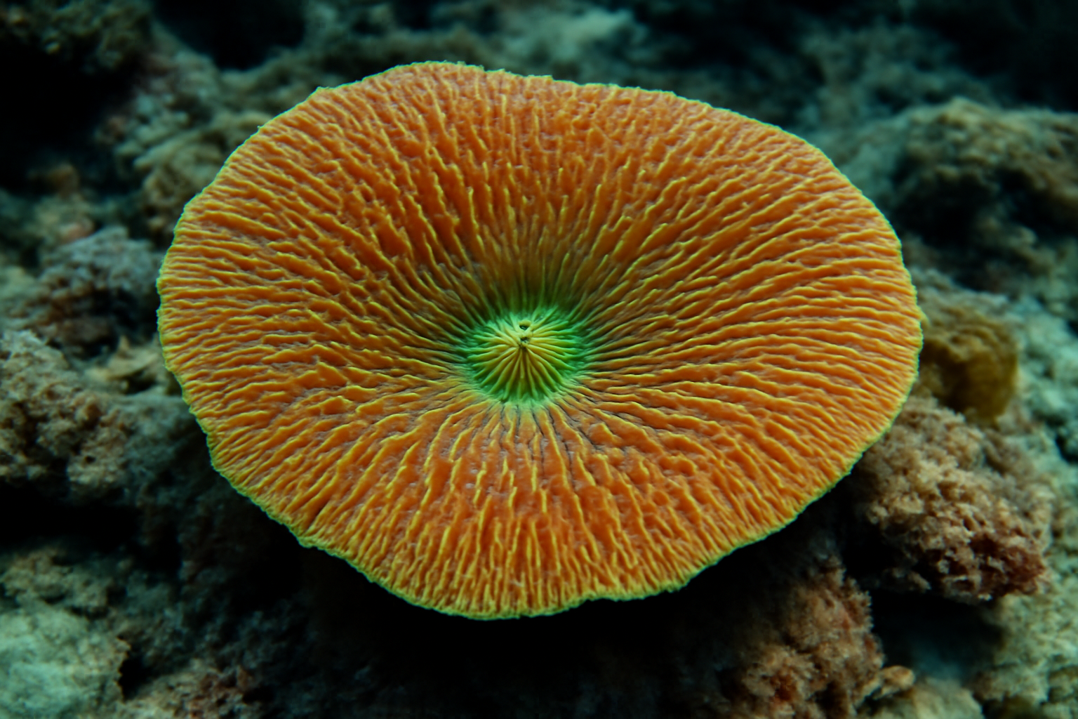 Ridged Chalice Coral
