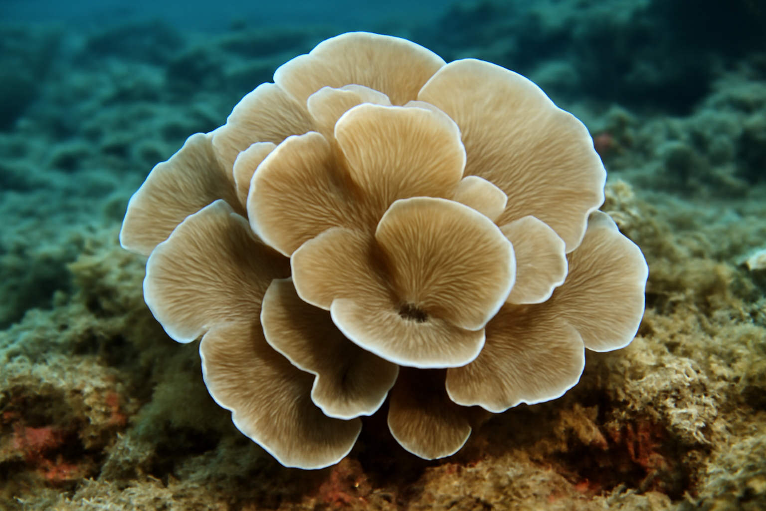 Peacock's Tail Coral