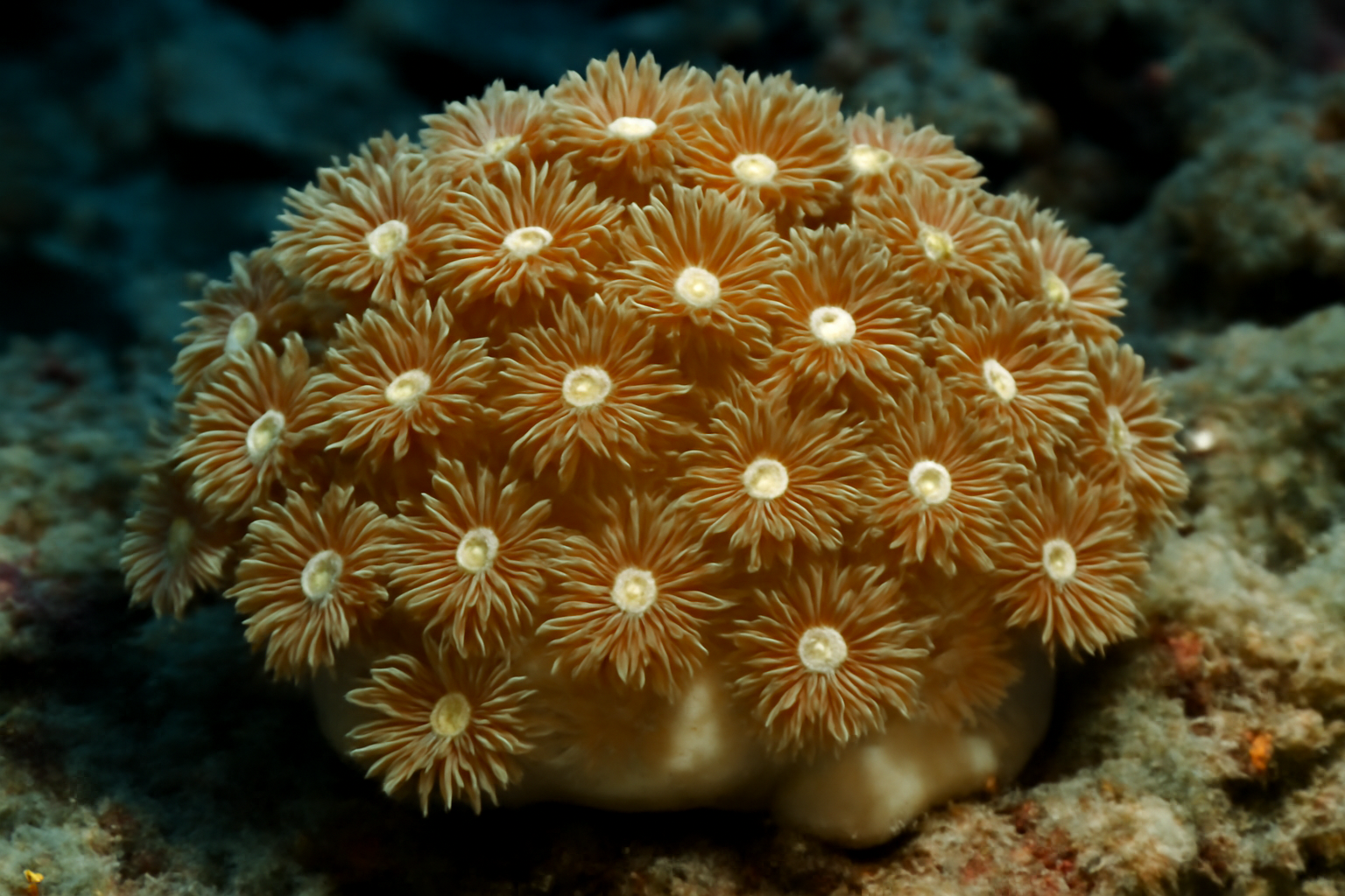 Daisy Coral