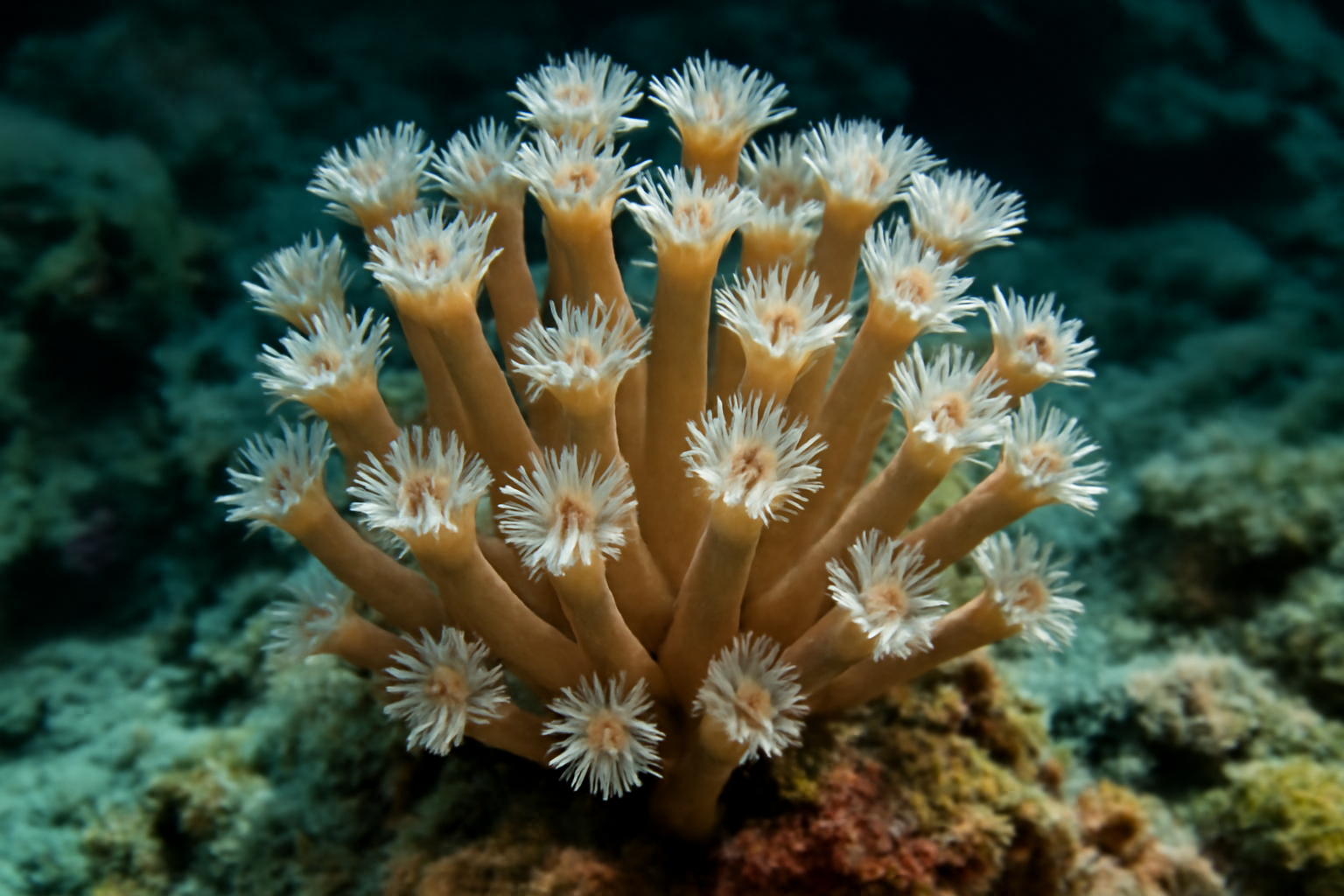 Branching Flowerpot Coral