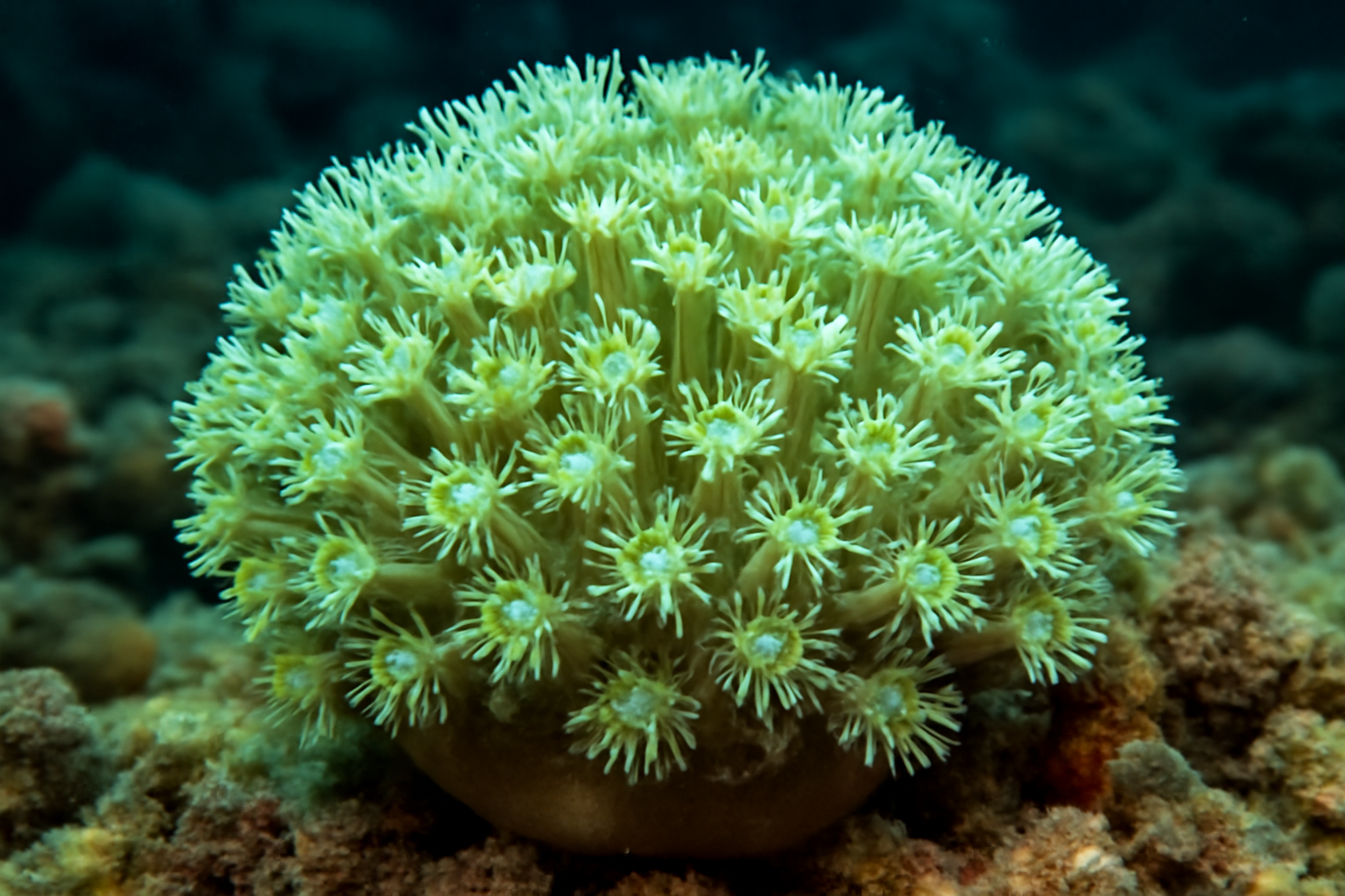 Flowerpot Coral