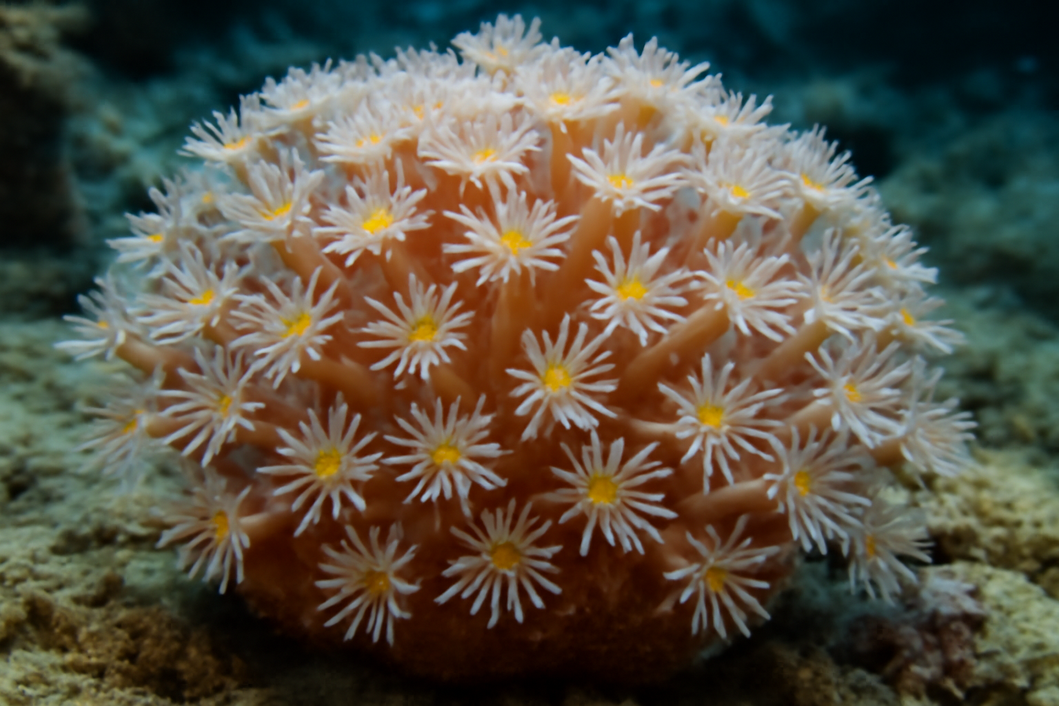 Red Sea Flowerpot Coral