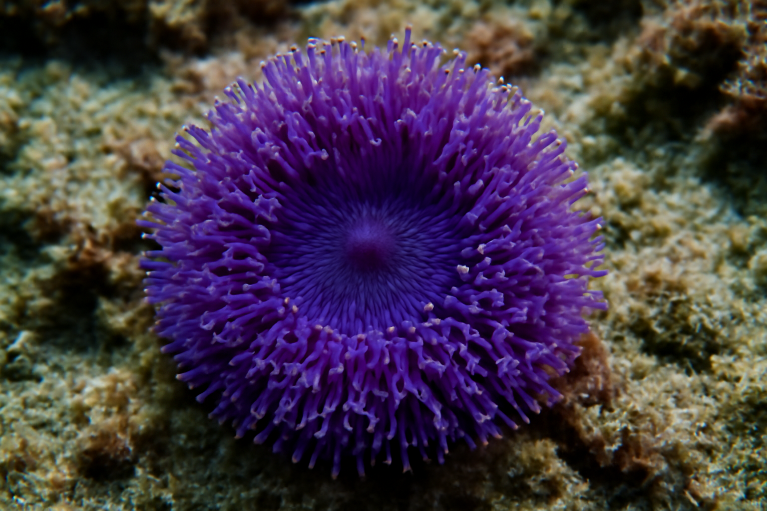 Purple Sea Daisy Coral