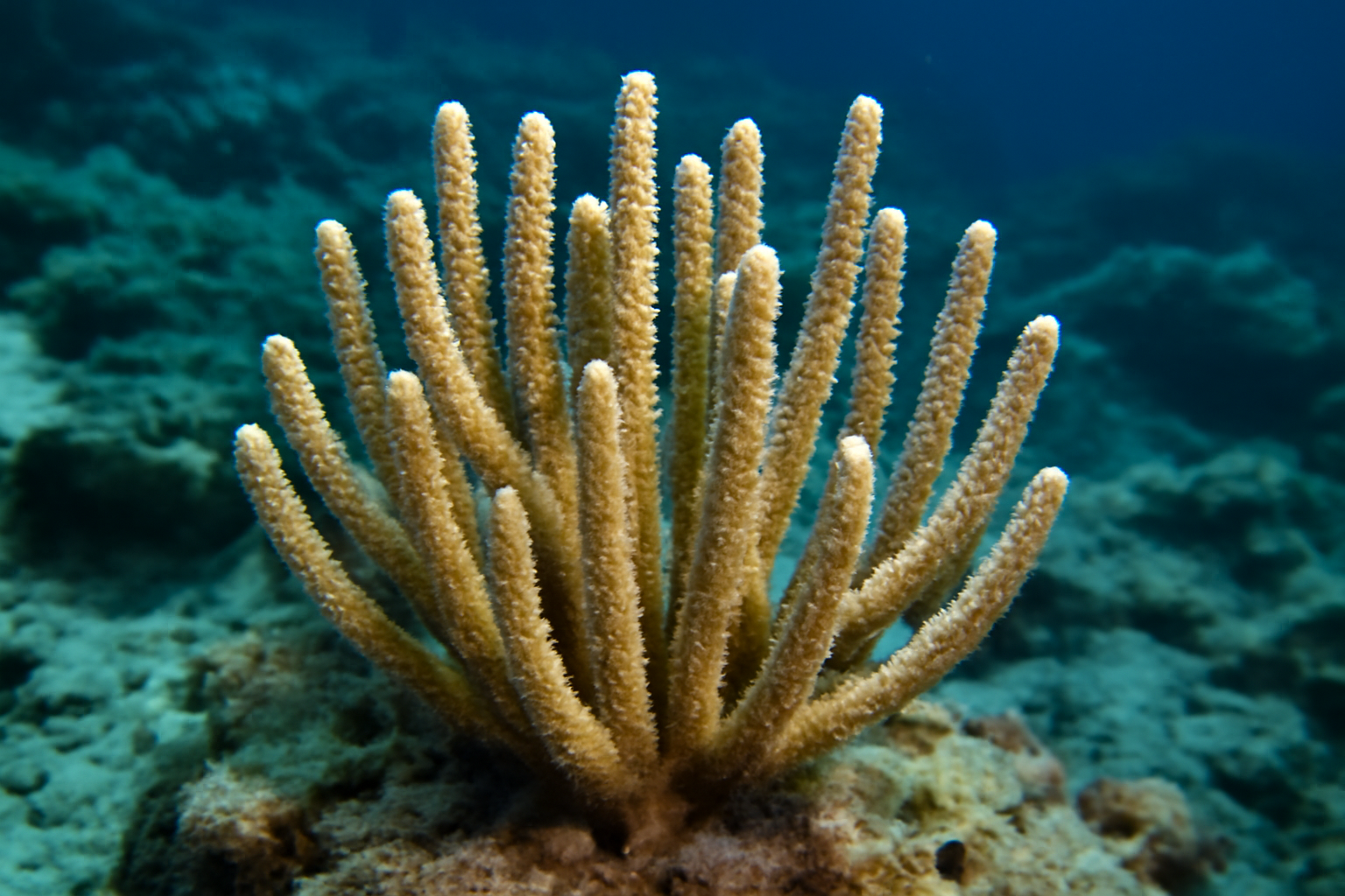 Thin Finger Coral