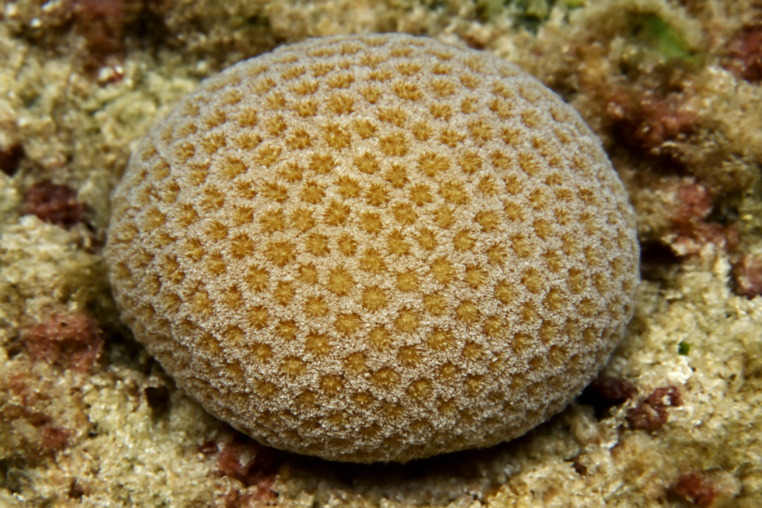 Punctate stylaraea