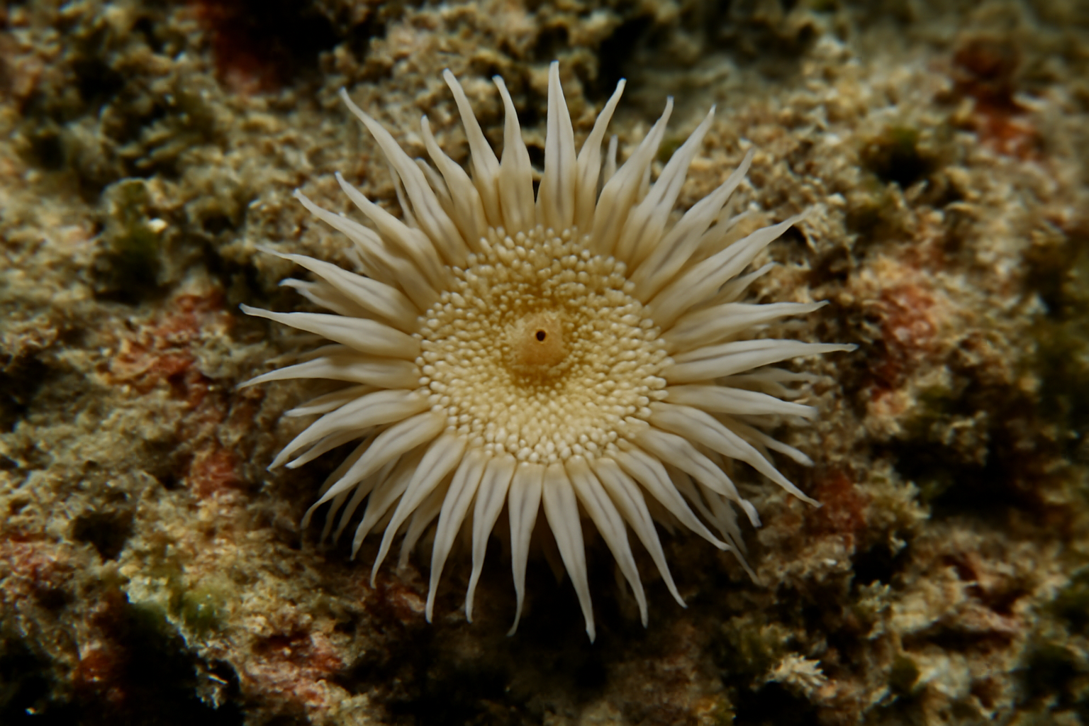 Atlantic stylaraea