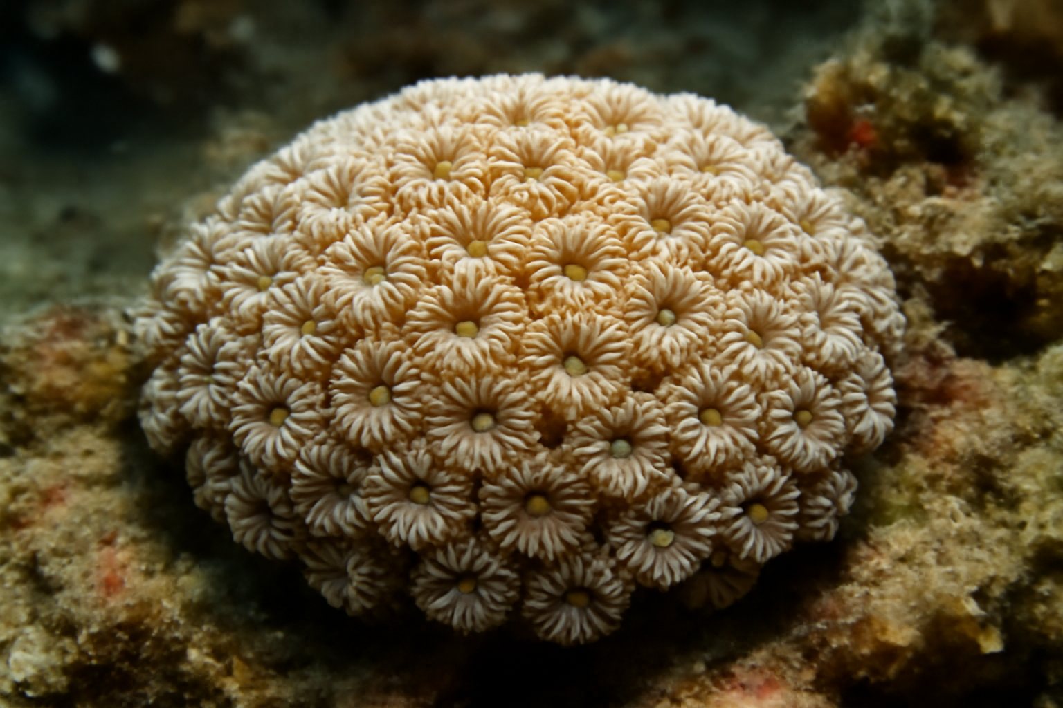 Lesser starlet coral
