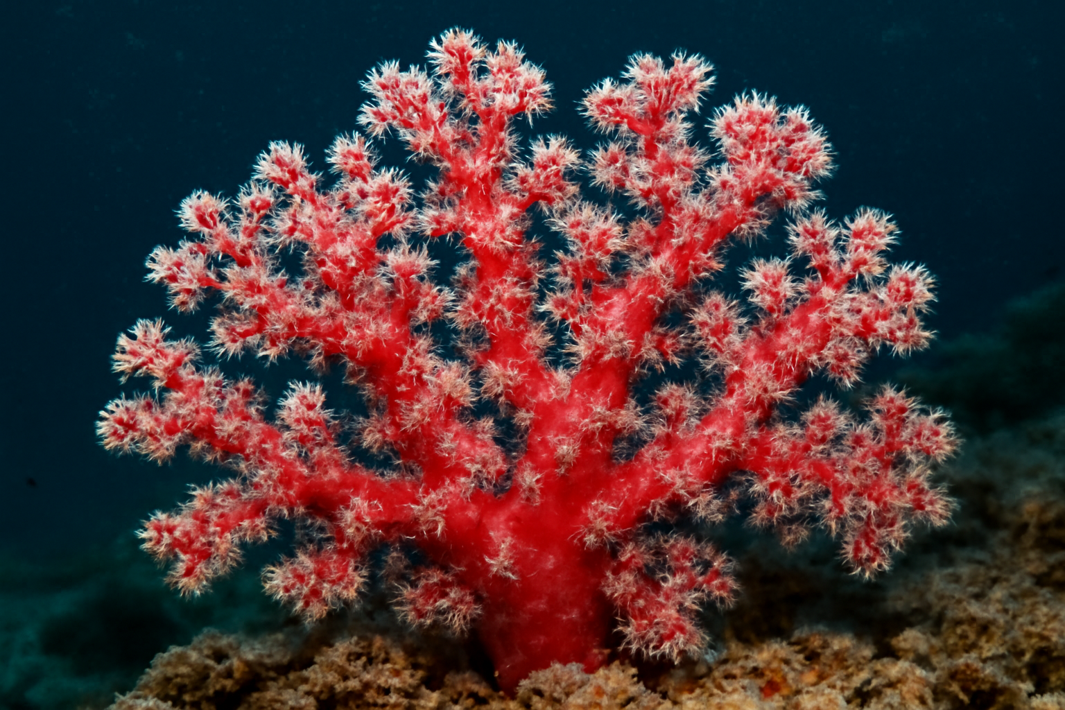 Red Soft Coral