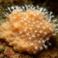 Encrusting Alcyonium