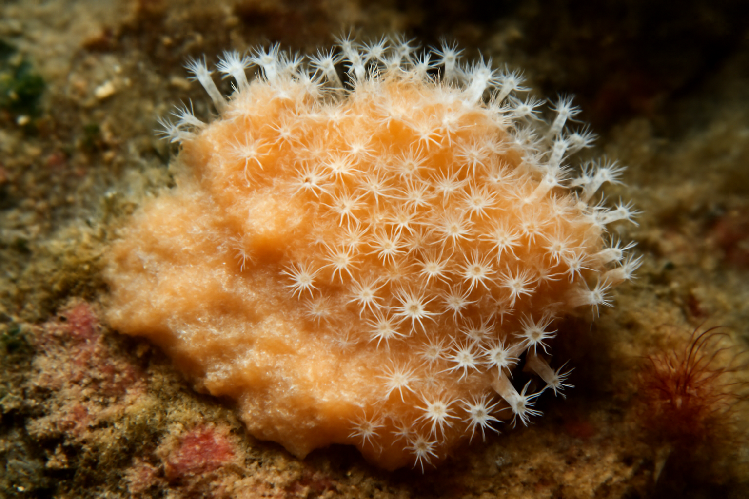 Encrusting Alcyonium