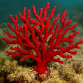 Red Coral