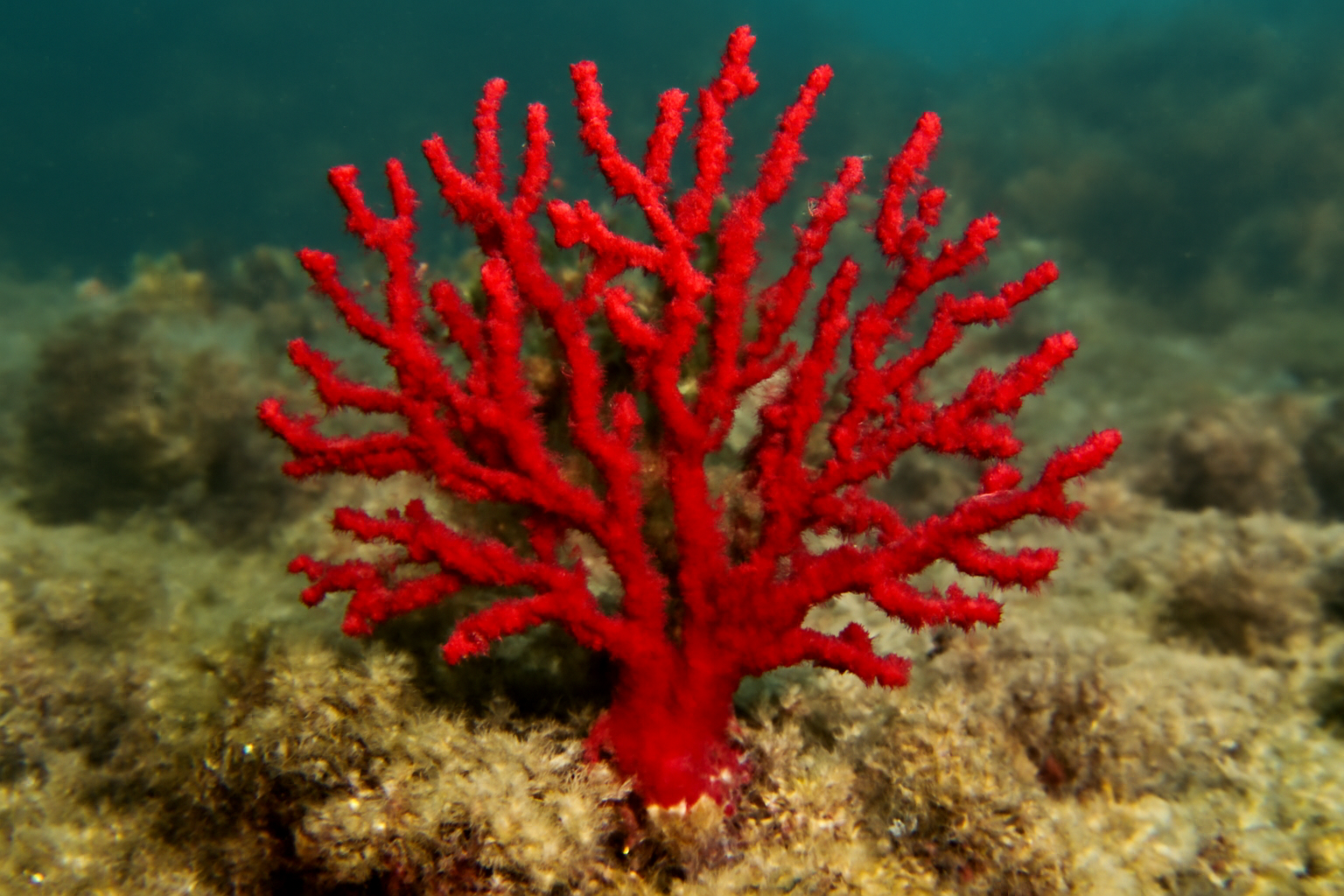 Red Coral