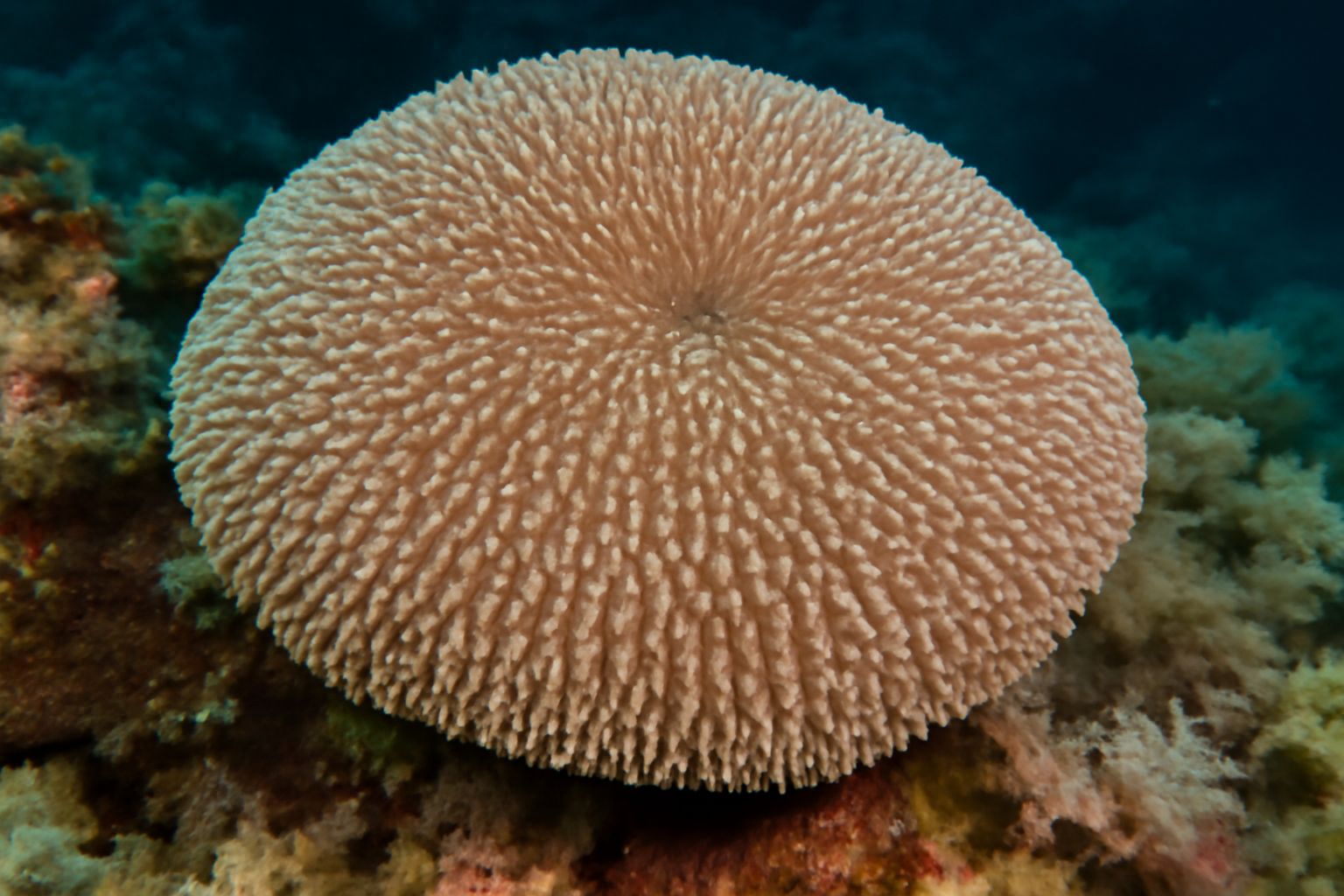 Mushroom Soft Coral