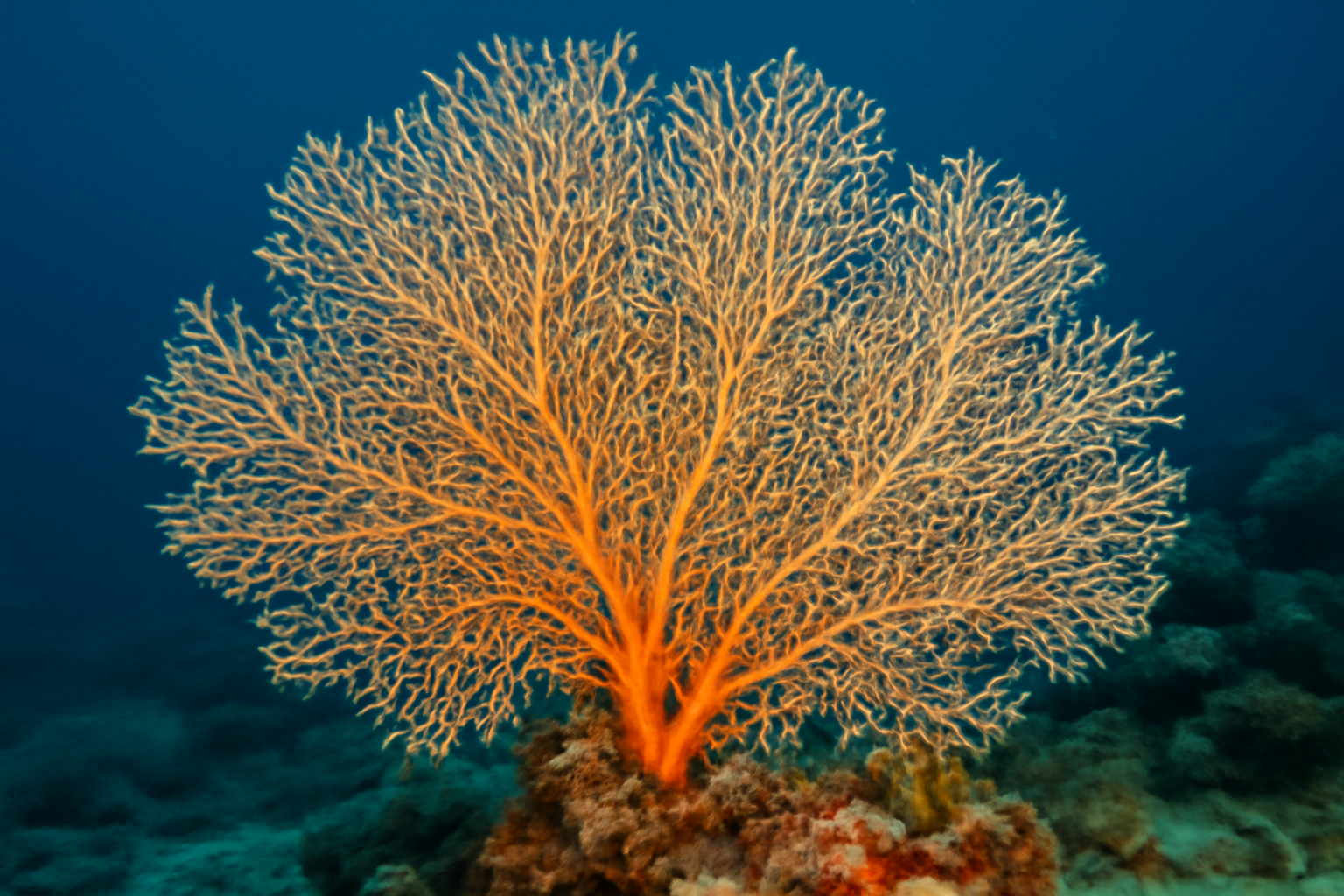 Gorgonian Octocoral