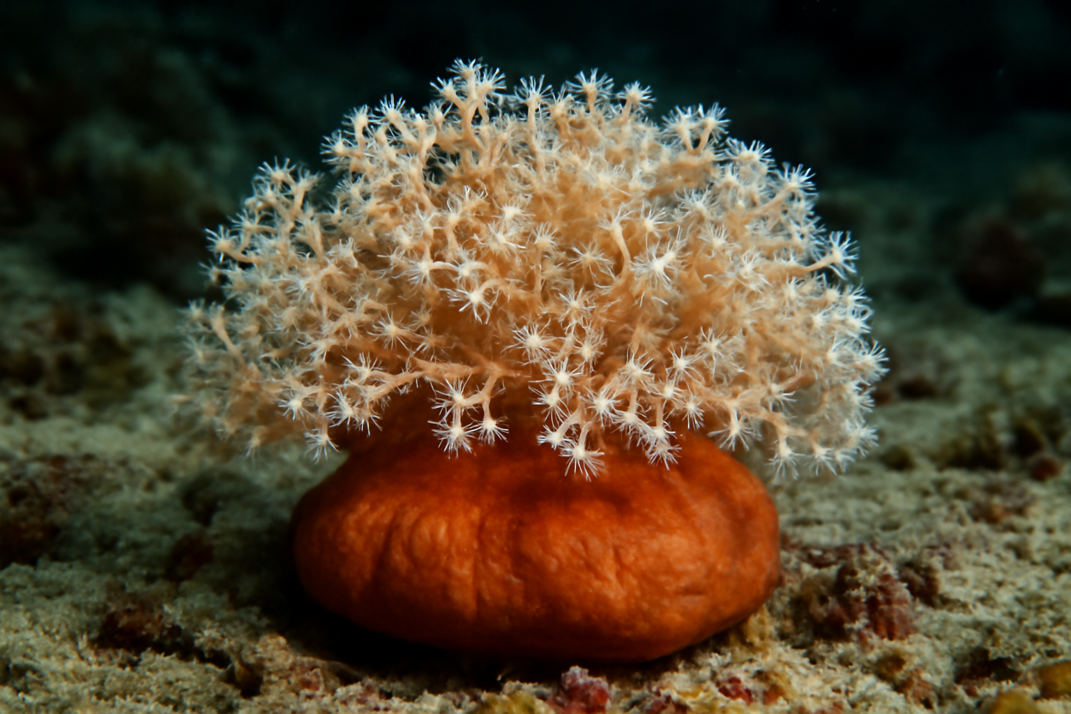 Chestnut Drifa