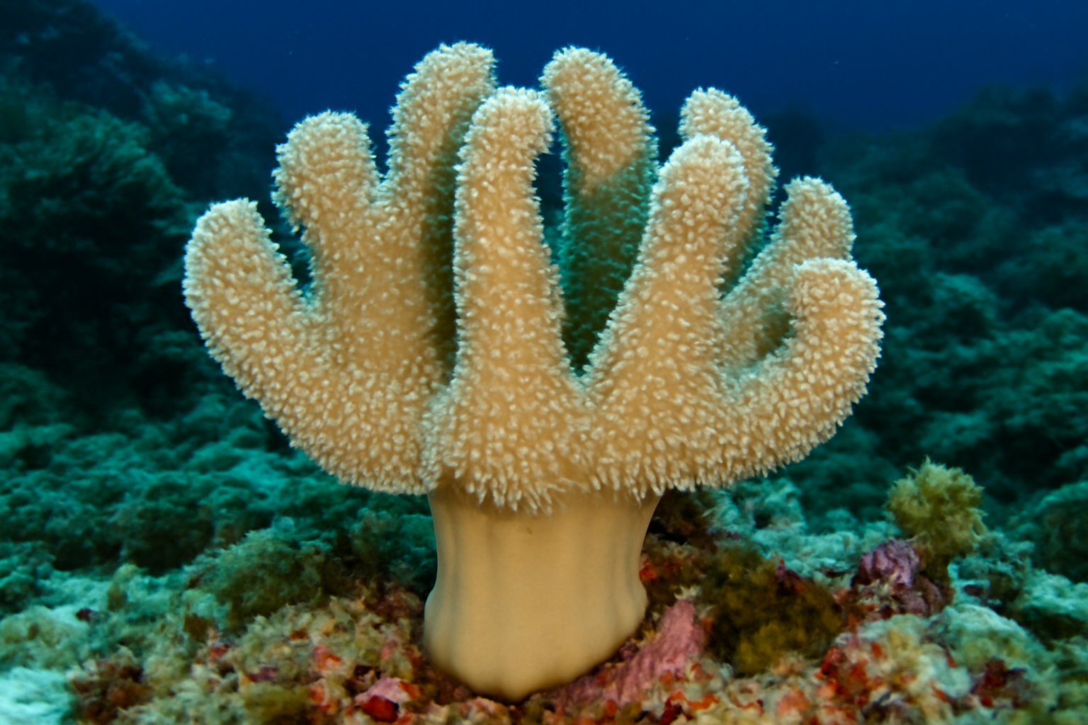 Devil's Hand Coral