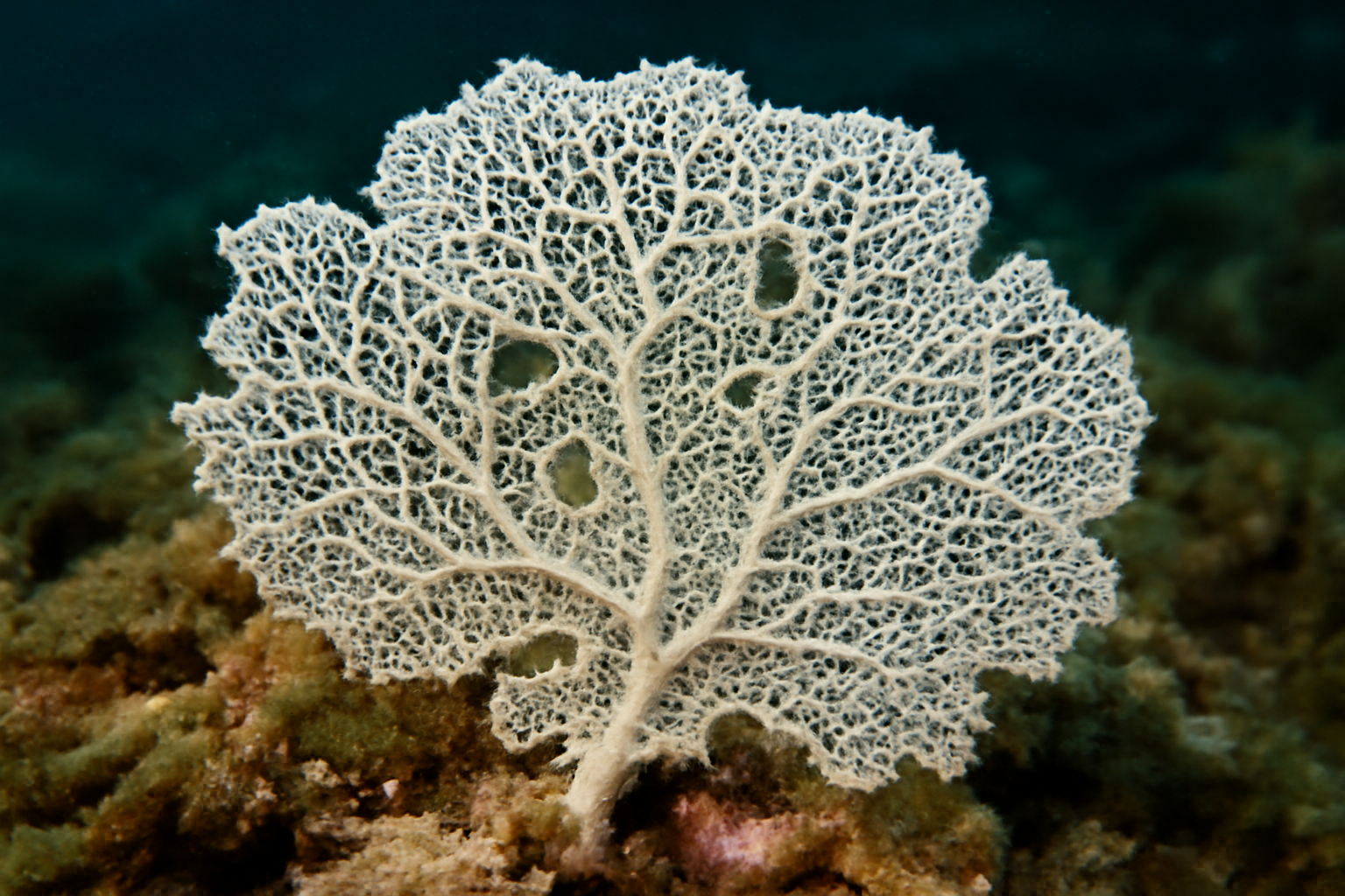 Lace Coral