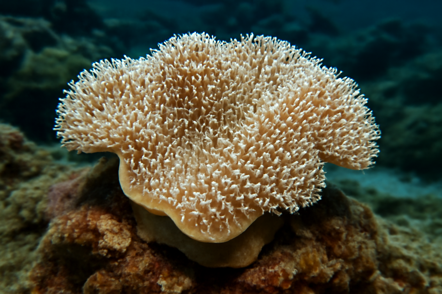 Encrusting Leather Coral