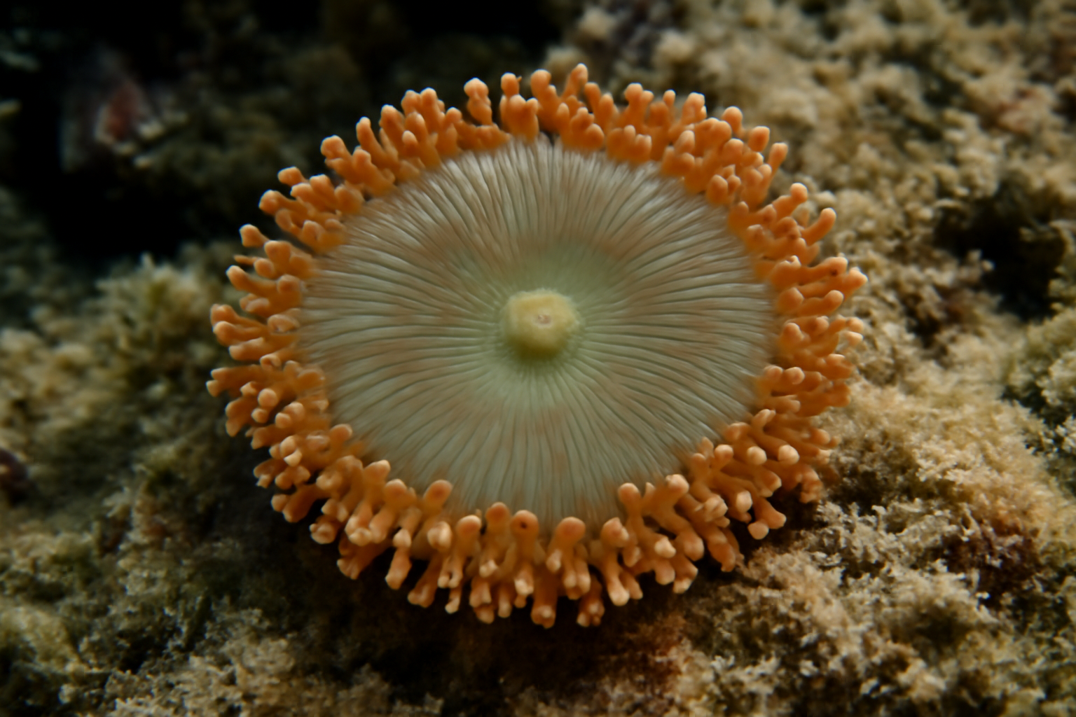Coralimorph