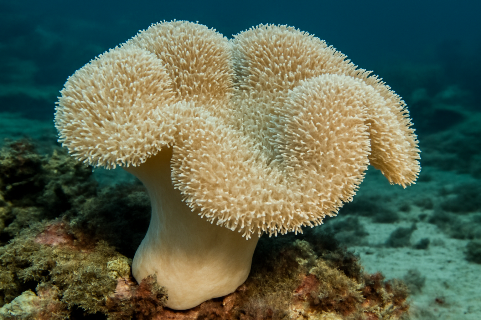 Leather Coral
