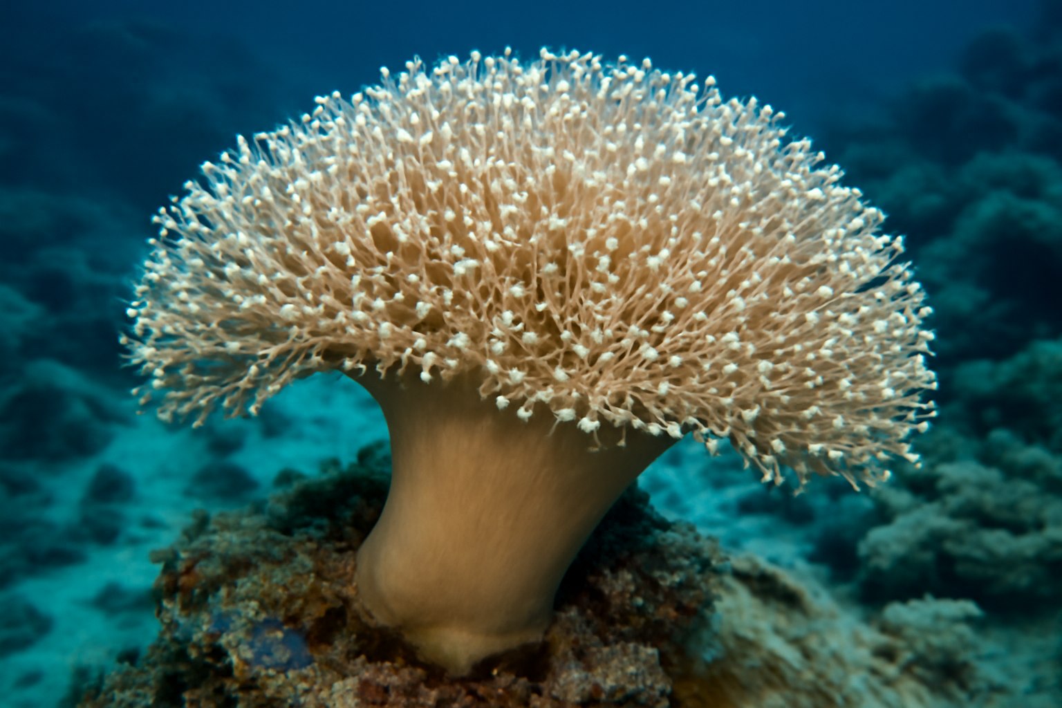 Sarcophyton glaucum