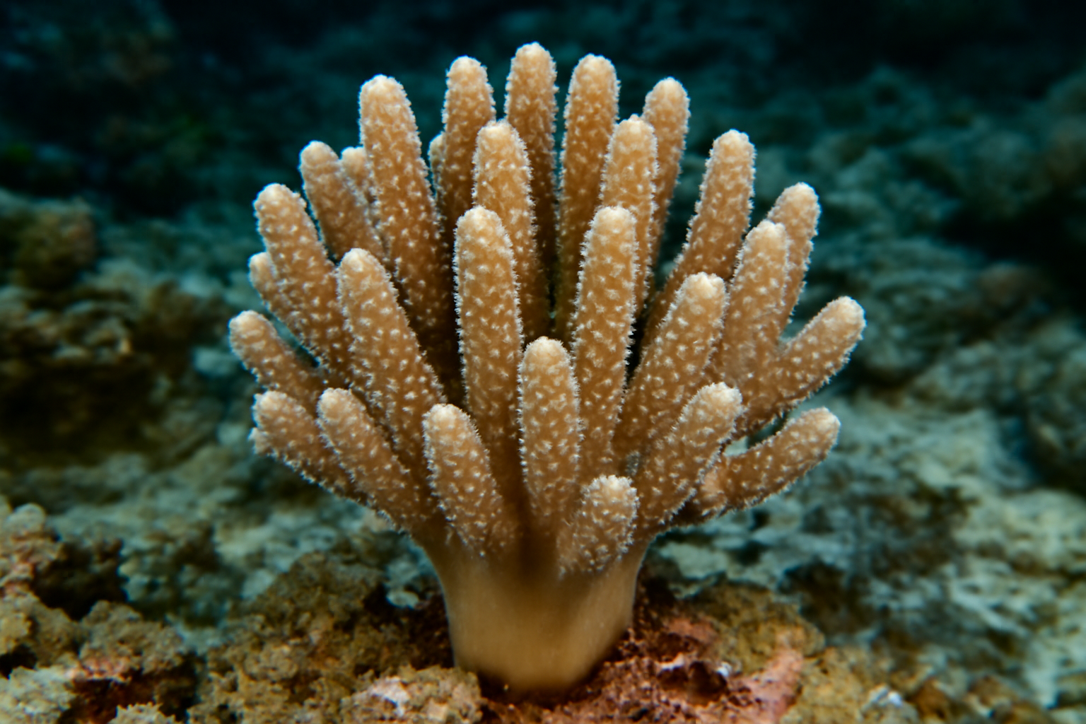Thick Finger Leather Coral