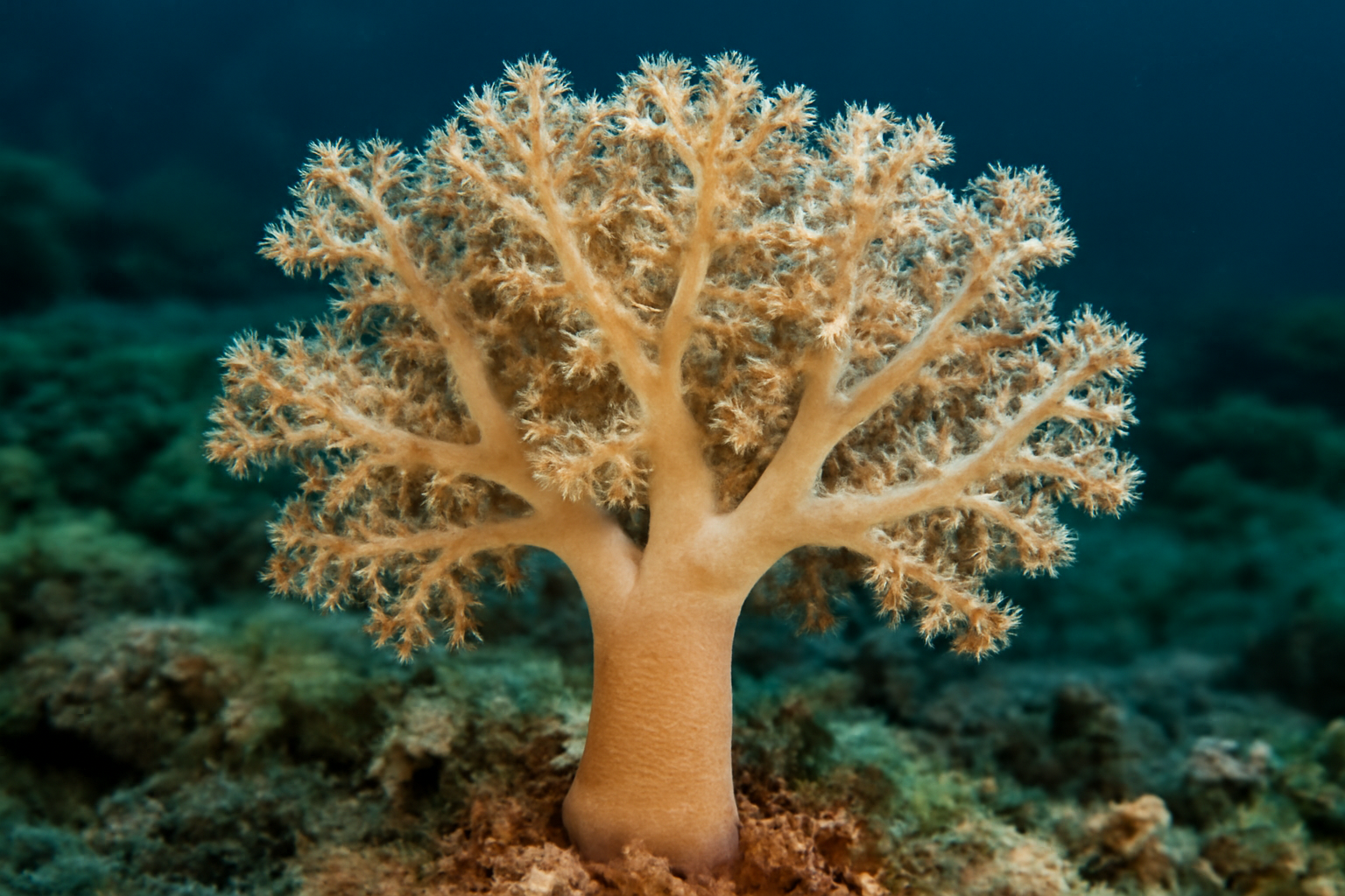 Tree Soft Coral
